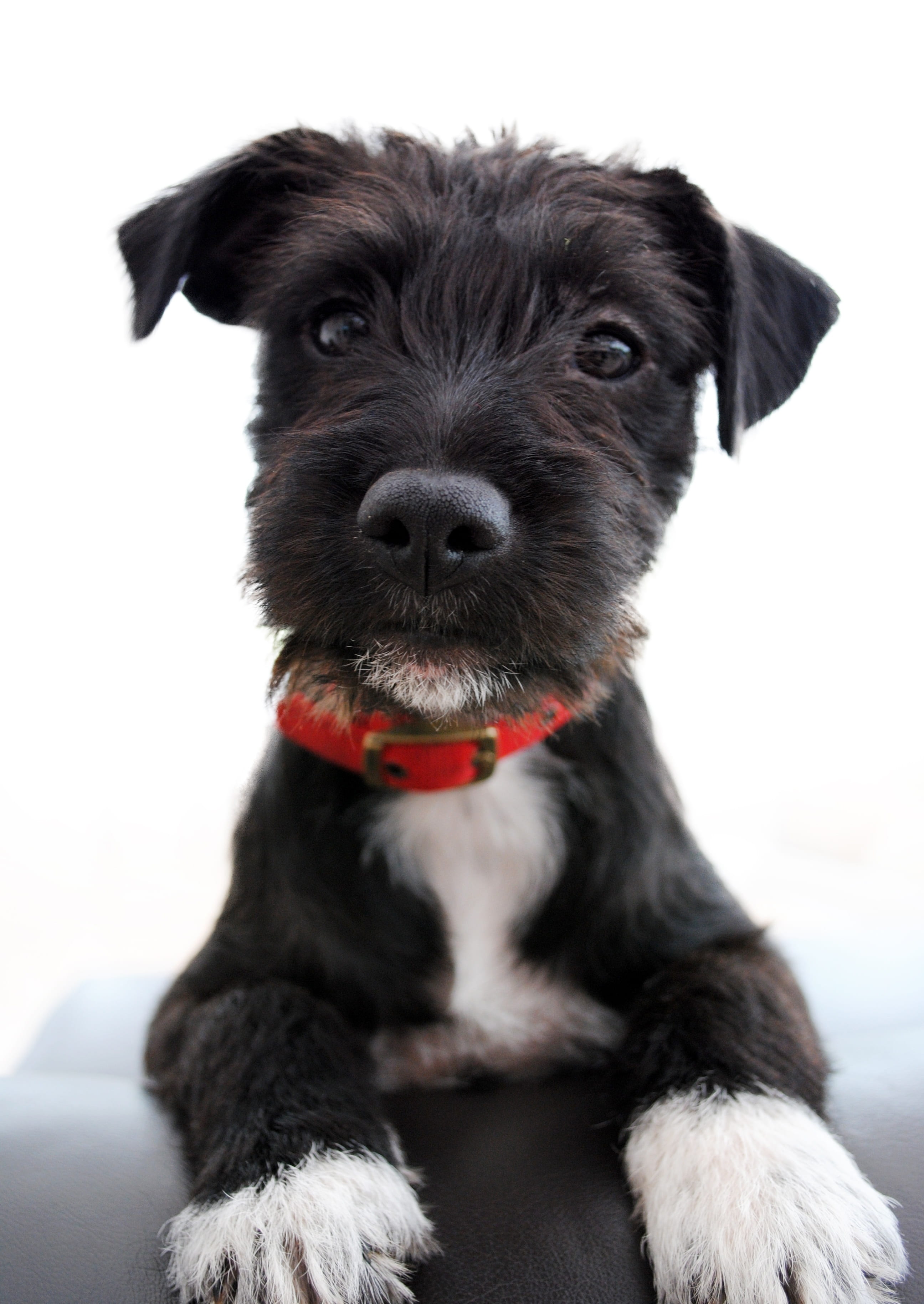 doggy, collar, photo, 2K, vertebrate, black color, white, hair, coated, sitting, portrait, puppy, close-up, black, young animal, dog, no people, paw, young, Phone HD Wallpaper