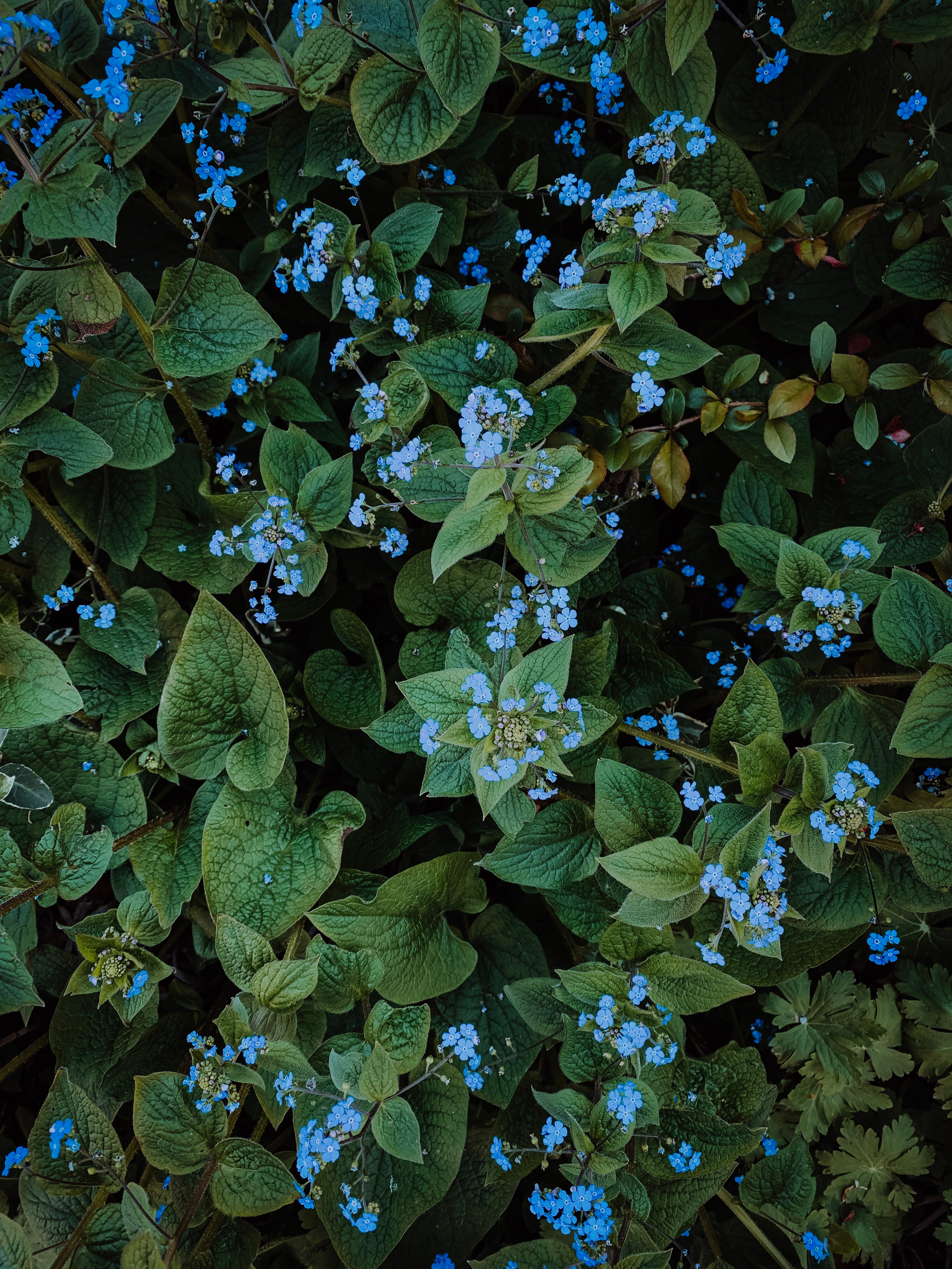 green color, fragility, backgrounds, nature, germany, close-up, high angle view, potted plant, no people, flowering plant, veins, blue, blaue blumen, green, Phone HD Wallpaper