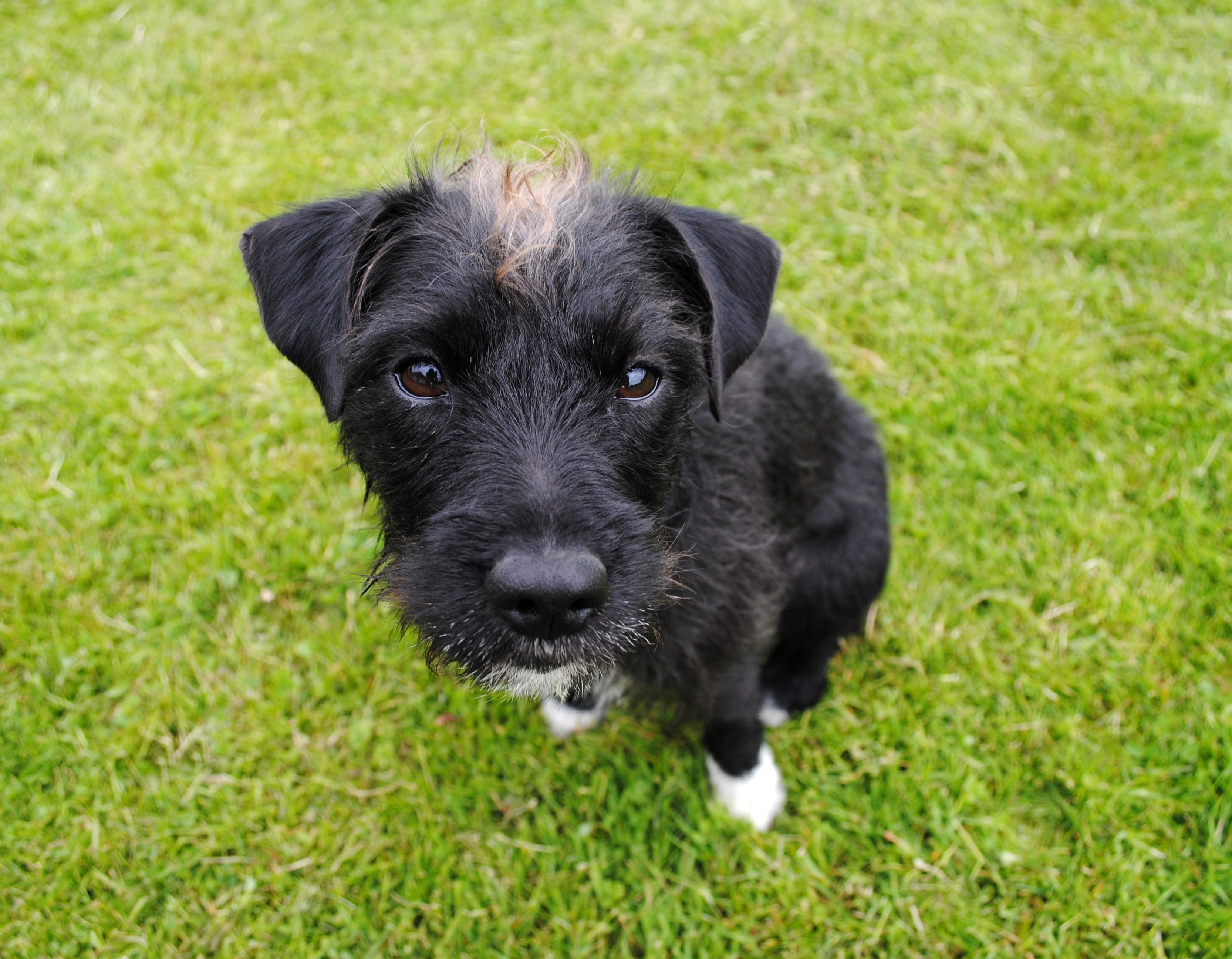 black color, black, little, animal themes, pedigree, no people, nature, young, purebred, 2K, grass, adorable, doggy, fluffy, terrier, funny, friend, small, HD Wallpaper