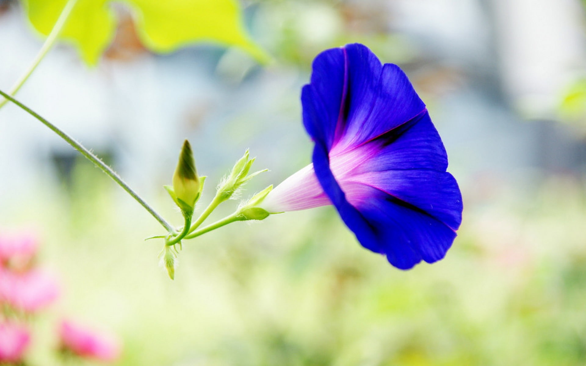 nature, day, freshness, fragility, inflorescence, morning, close-up, vulnerability, flower head, beauty in nature, sepal, pink, blue, flowering plant, no people, HD Wallpaper