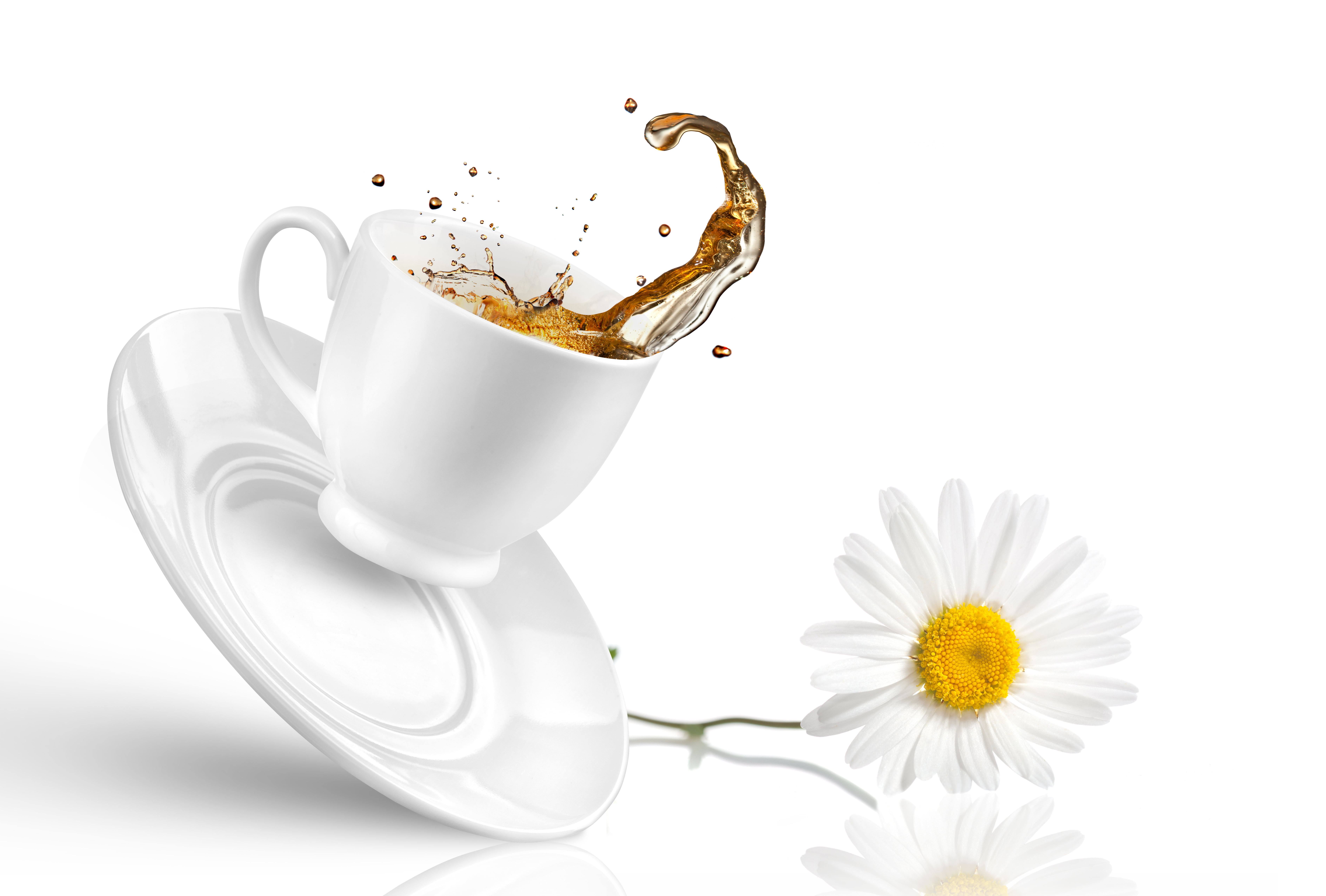 ceramic, flower, food and drink, mug, white, crockery, drop, Daisy, 5K, still life, flower head, freshness, vulnerability, splash, nature, studio shot, HD Wallpaper