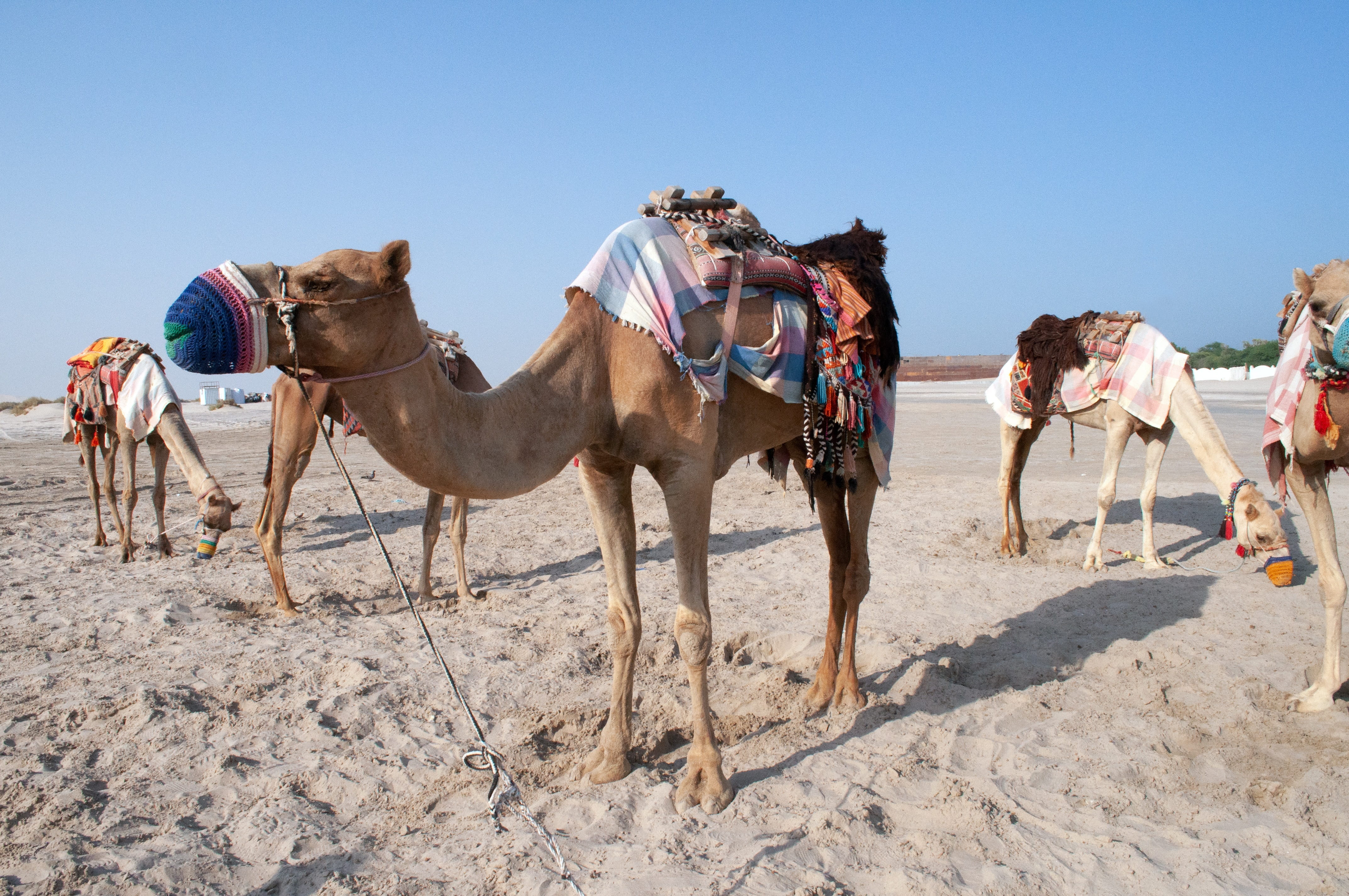 herbivorous, group of animals, working animal, group, vertebrate, land, desert, pets, sky, animal, camel, climate, arid climate, nature, animal themes, HD Wallpaper