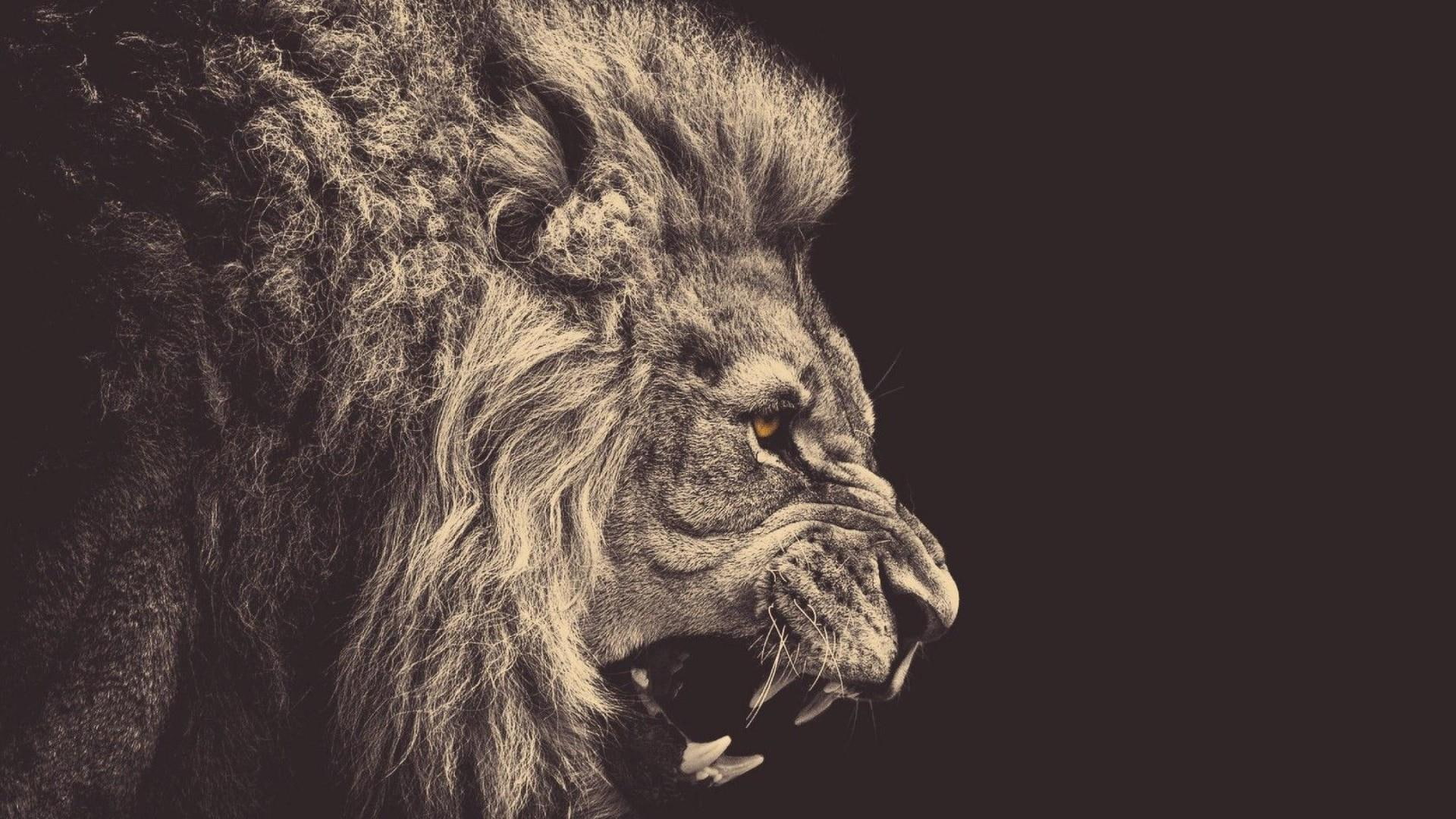animals, lion, anger, 1080P, sepia, HD Wallpaper