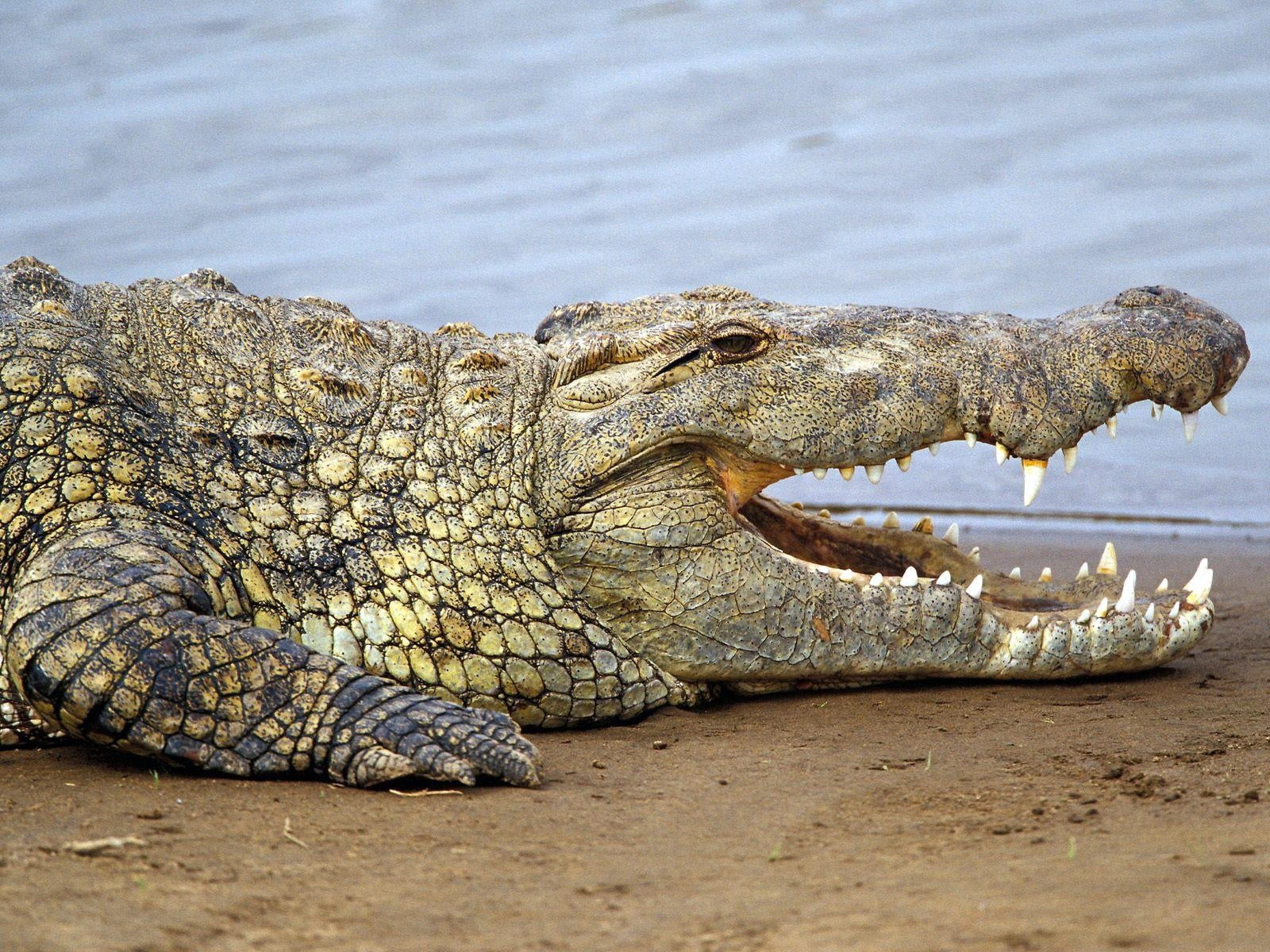aggression, alligator, africa, animal scale, one animal, carnivore, large, water, day, vertebrate, animal body part, gray, communication, animal themes, HD Wallpaper