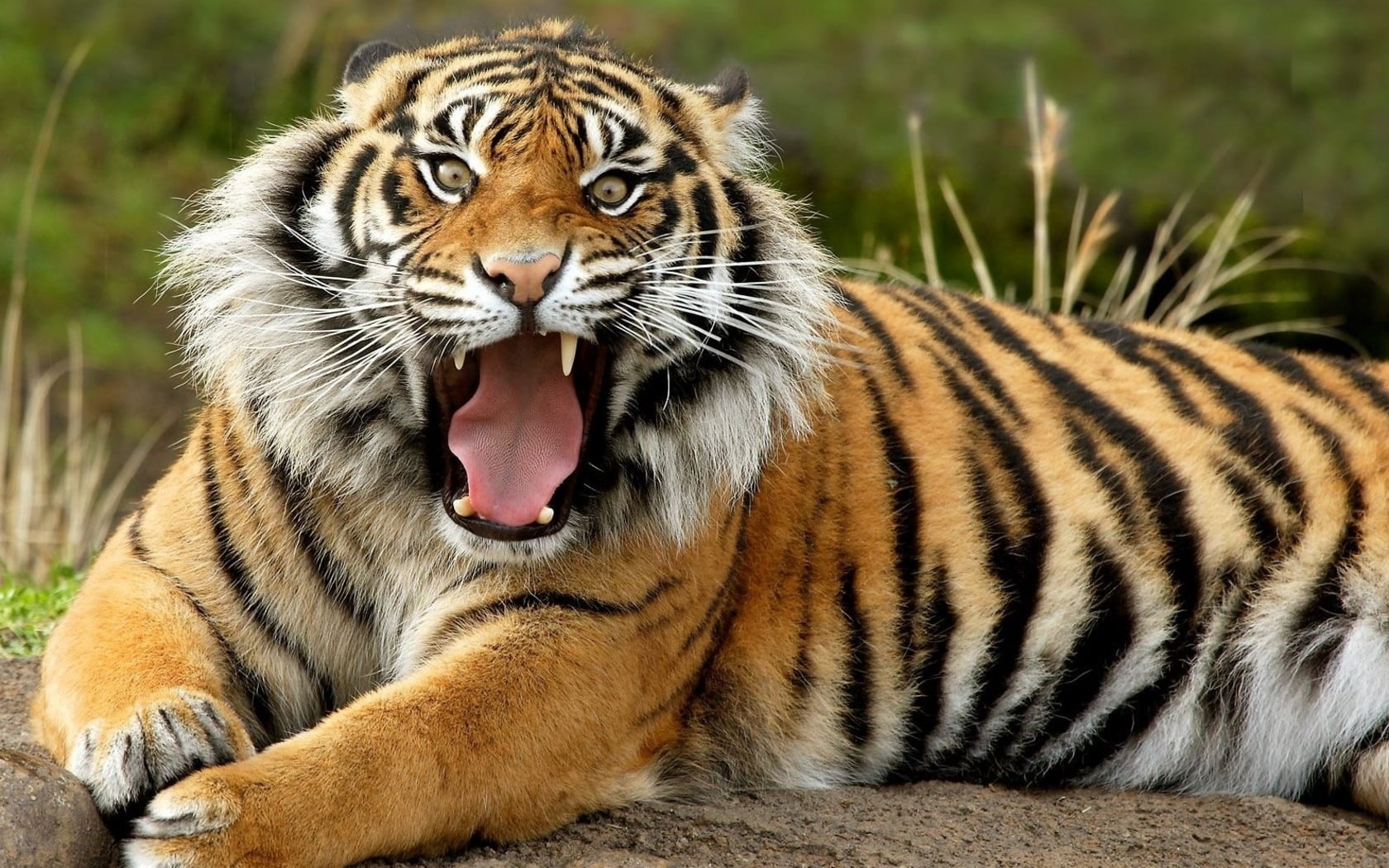 no People, carnivora, face, nature, safari Animals, vertebrate, roaring, anger, animal Head, fur, close-up, endangered Species, big Cat, cat, animal, aggression, HD Wallpaper