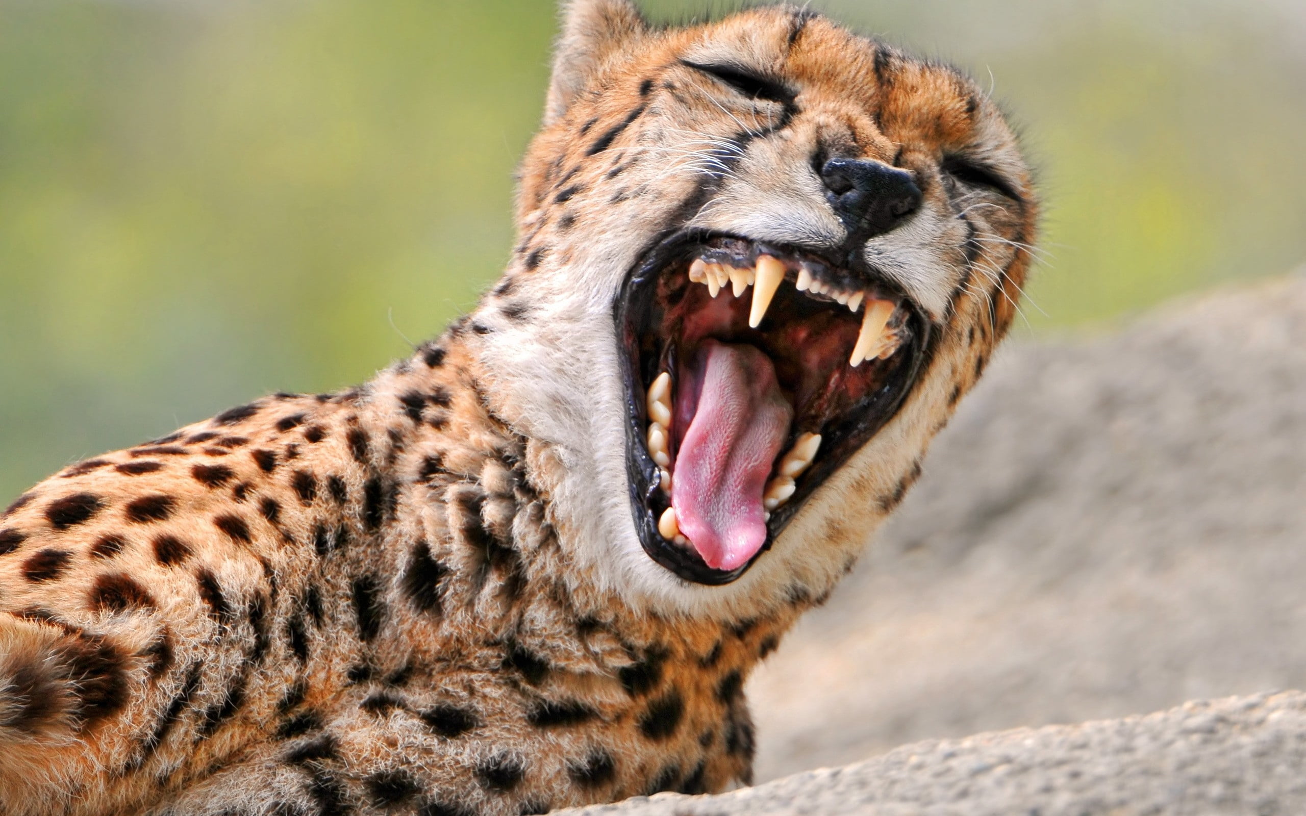 safari, close-up, anger, mouth, wildlife Reserve, feline, animal teeth, animal Head, animals In The Wild, cheetah, endangered Species, plain, outdoors, HD Wallpaper