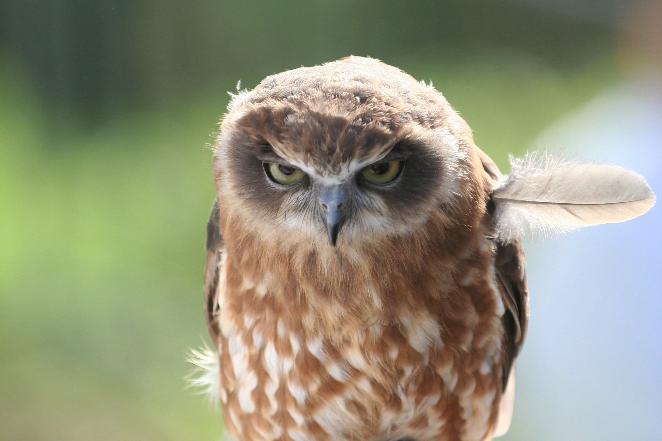 watching, bird of Prey, anger, animal, animals Hunting, close-up, staring, nature, hawk - Bird, 1080P, eyes, brown, animal body part, looking at camera, HD Wallpaper