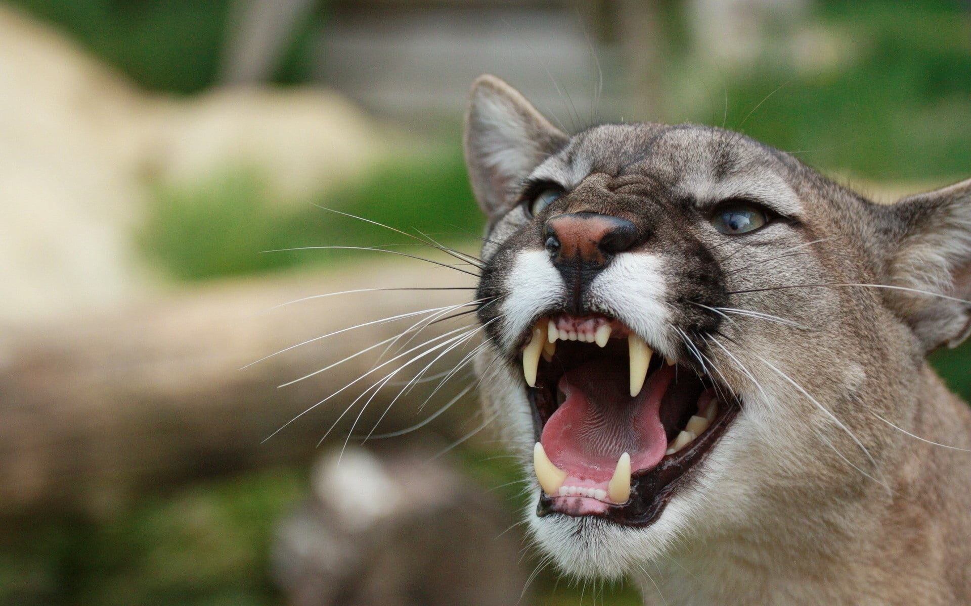 outdoors, close-up, wildlife, staring, animal Head, teeth, 1080P, animal mouth, mammal, animal Eye, domestic Cat, anger, animal wildlife, animal teeth, HD Wallpaper