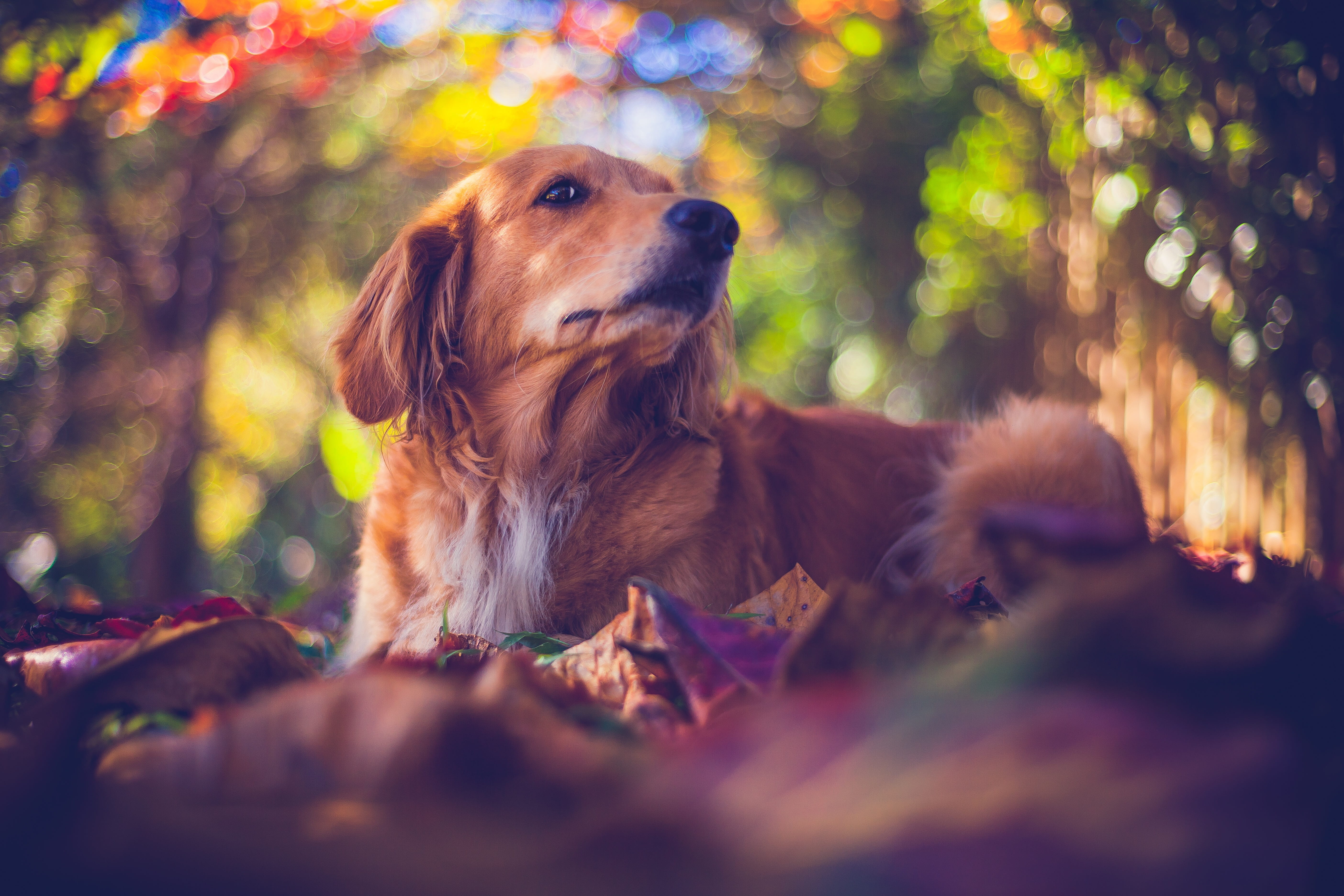 plant part, pets, happy, friendship, race, mascot, mammal, nova, pet animal, no people, pheasant, puppy, golden, retriever, red, black labrador, retriver, HD Wallpaper