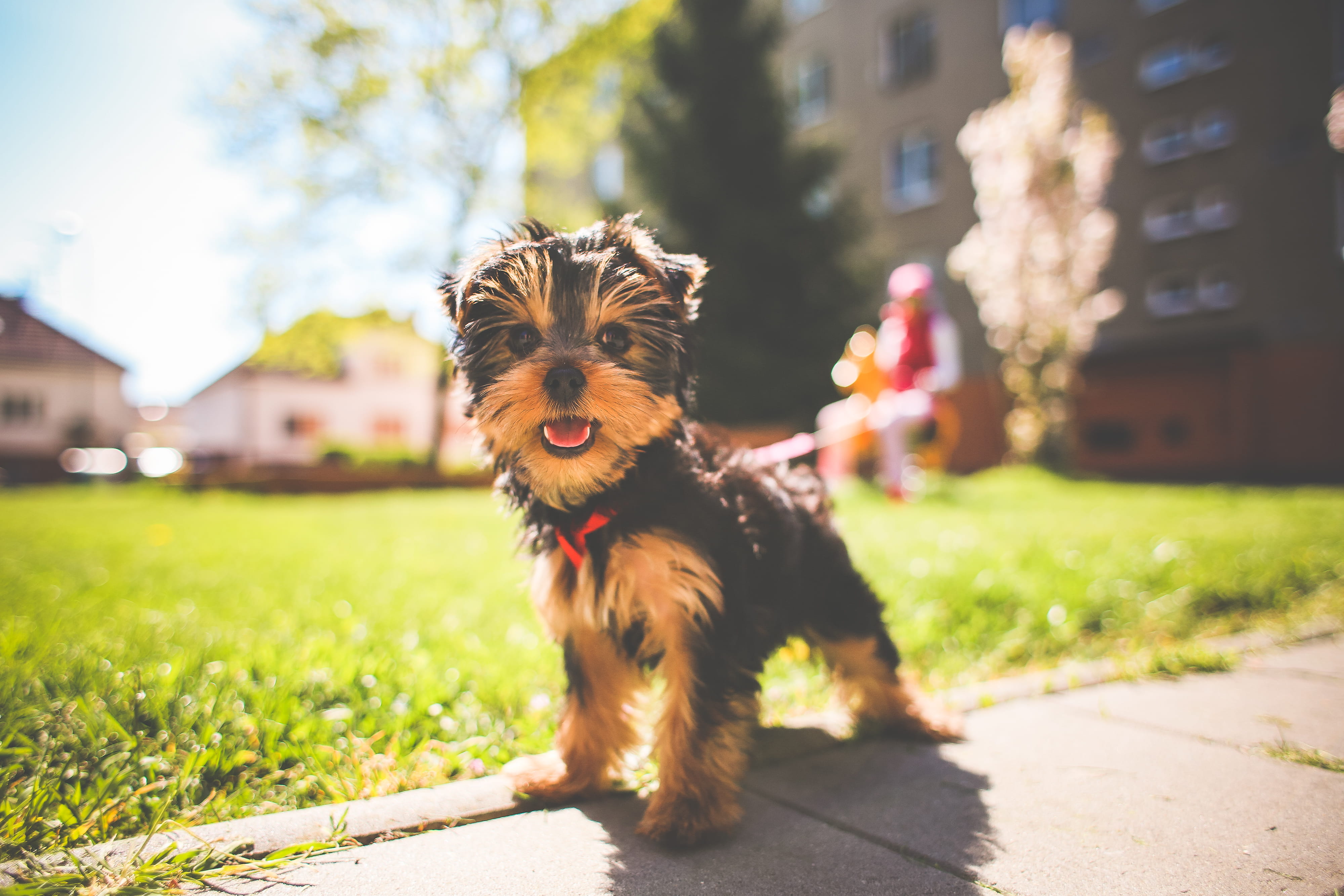 dog, sunlight, vertebrate, pets, grass, yorkshire, Jessie, mammal, one animal, 4K, purebred Dog, fun, no people, focus on foreground, full length, day, HD Wallpaper