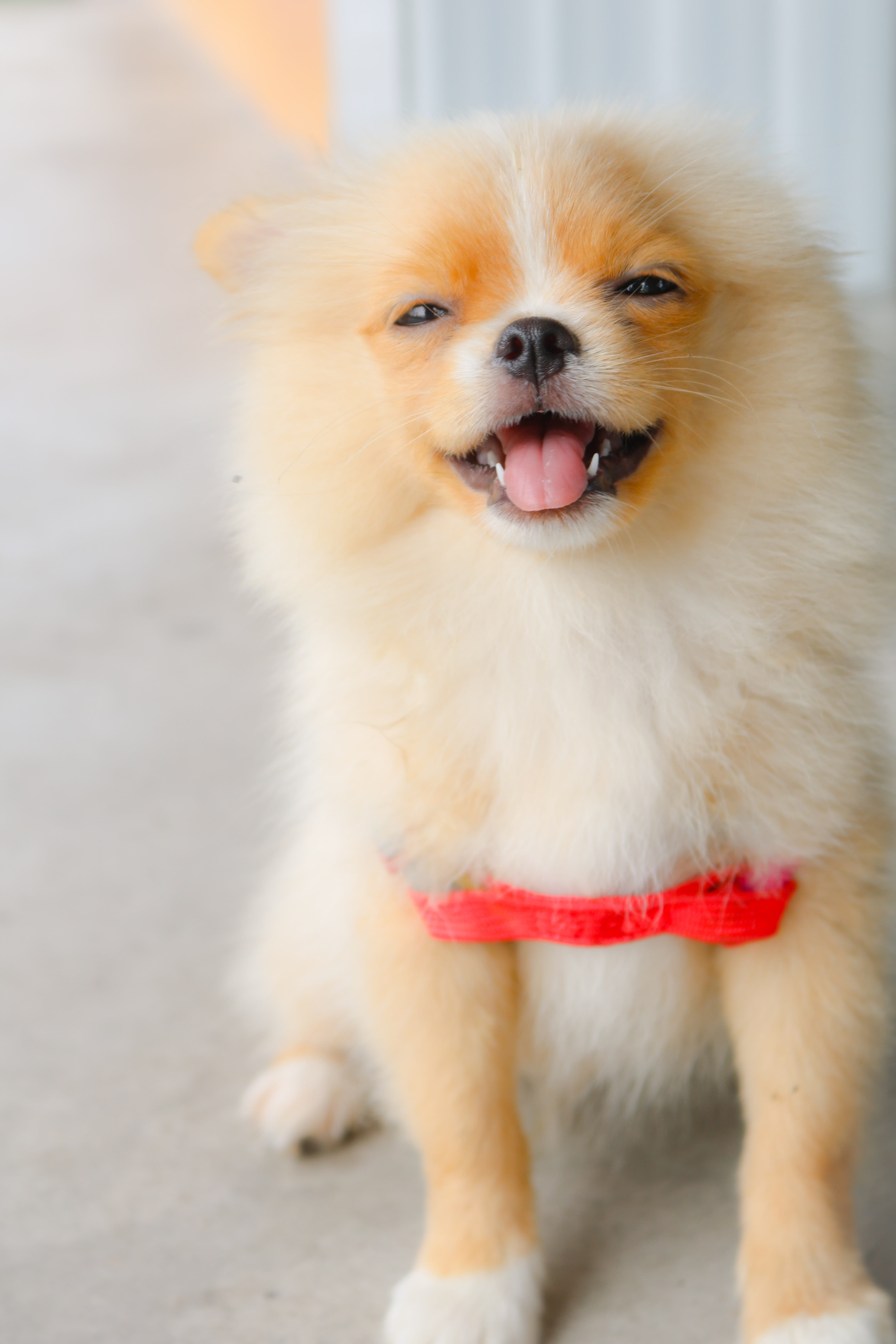 close-up, mammal, mouth open, domestic animals, animal, pomeranian, vertebrate, pets, miniature, breed, adorable, domestic animal, portrait, fur, facial expression, Phone HD Wallpaper