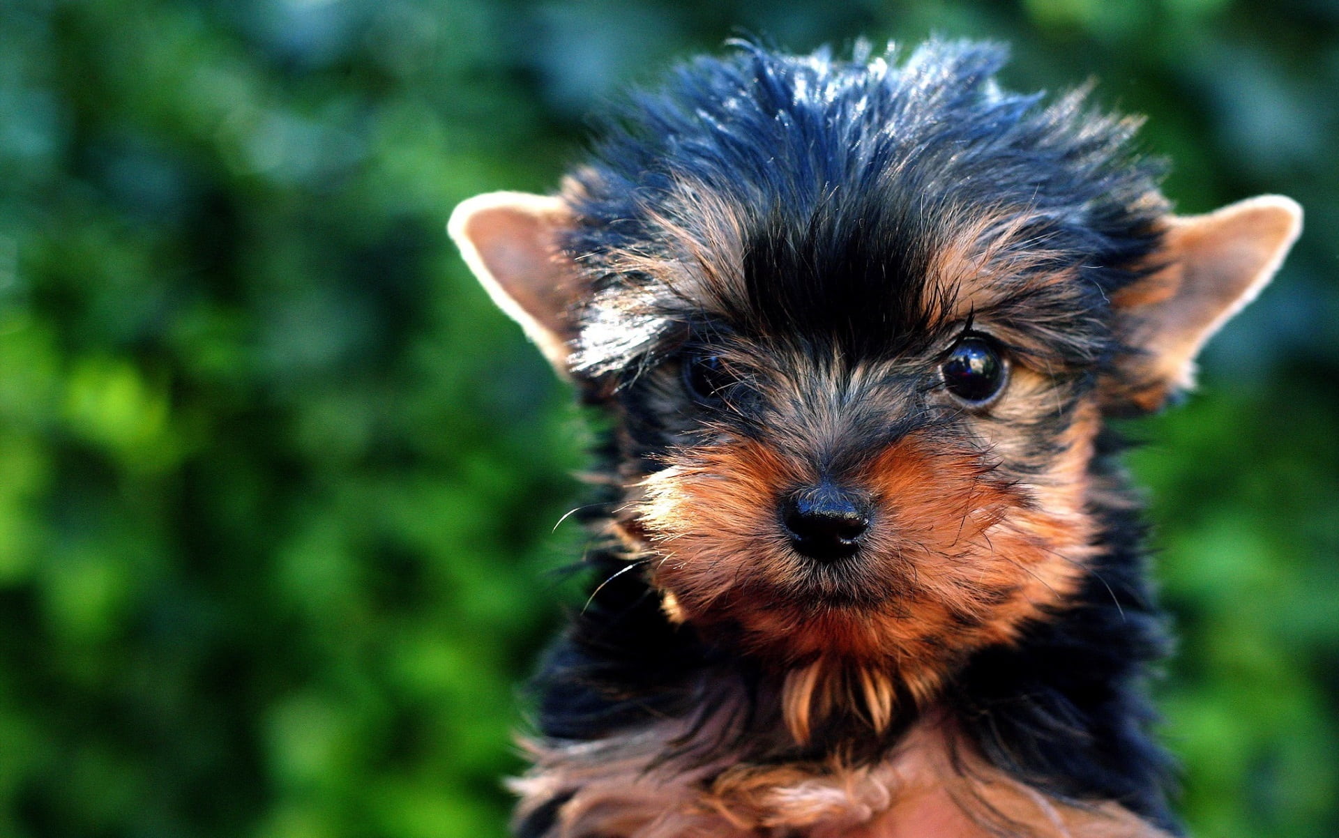 animal, animal eye, young animal, dog, photography, purebred Dog, puppy, brown, pet, pets, mammal, outdoors, terrier, adorable, no people, focus on foreground, HD Wallpaper