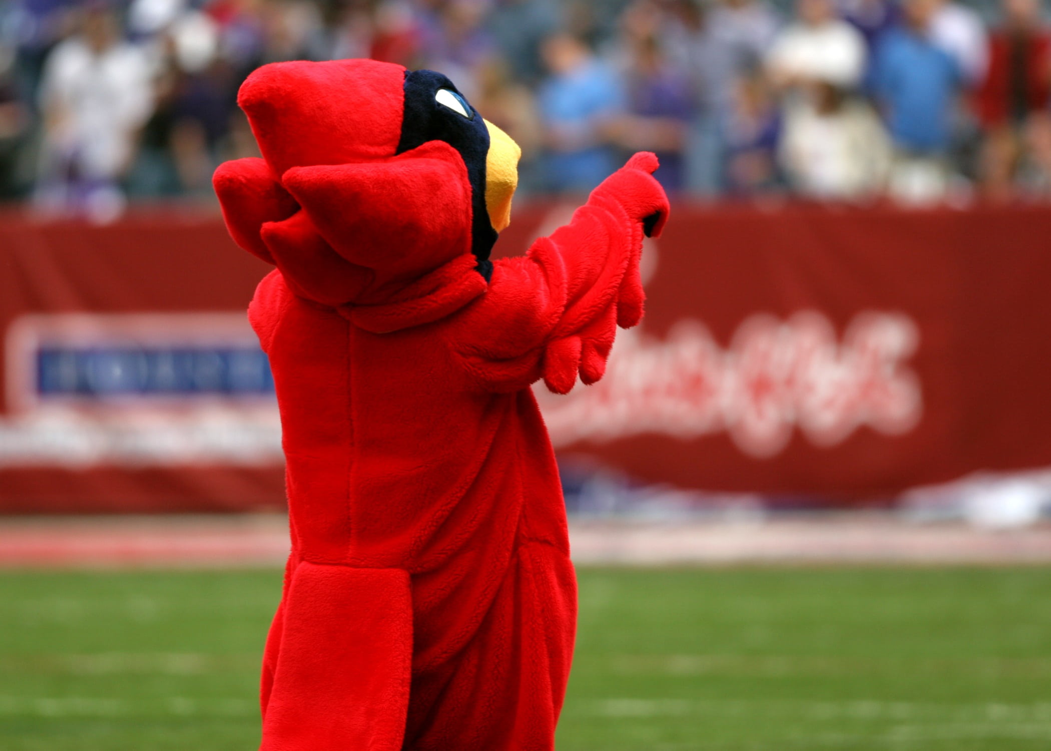 football game, american football, mascot, emblem, event, football stadium, real people, standing, outdoors, pre-game, cardinal, team mascot, 1080P, adult, HD Wallpaper