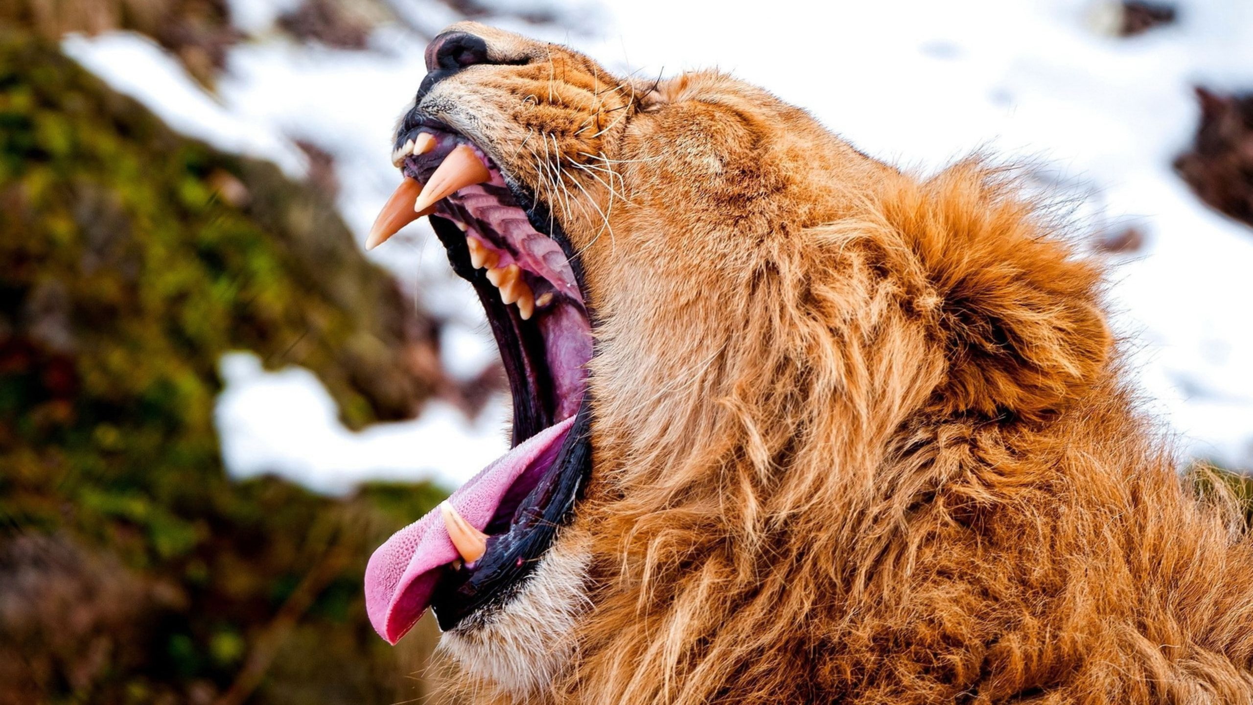 animal head, focus on foreground, cat, animal body part, no people, vertebrate, animal mouth, animal teeth, animal tongue, 2K, day, animals in the wild, HD Wallpaper