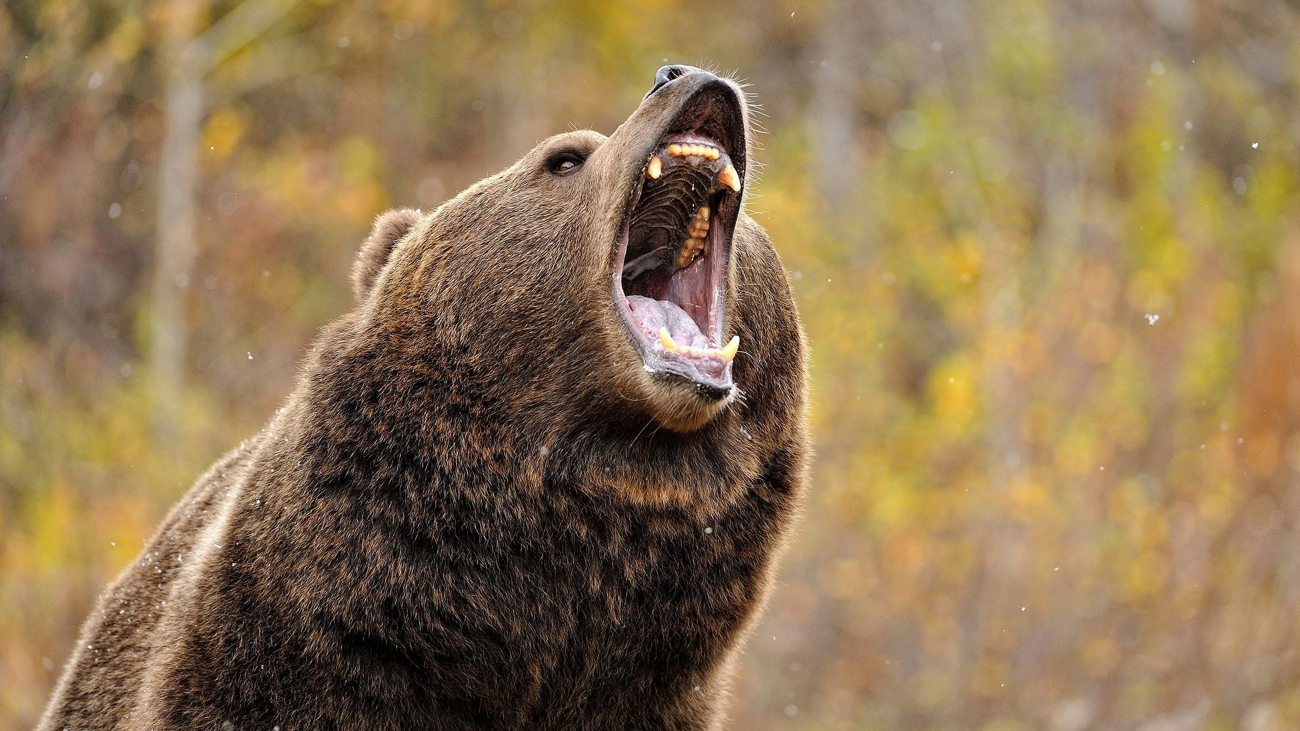animal themes, animal wildlife, vertebrate, mammal, profile view, mouth, animal head, no people, animal body part, 2K, anger, roaring, aggression, mouth open, HD Wallpaper