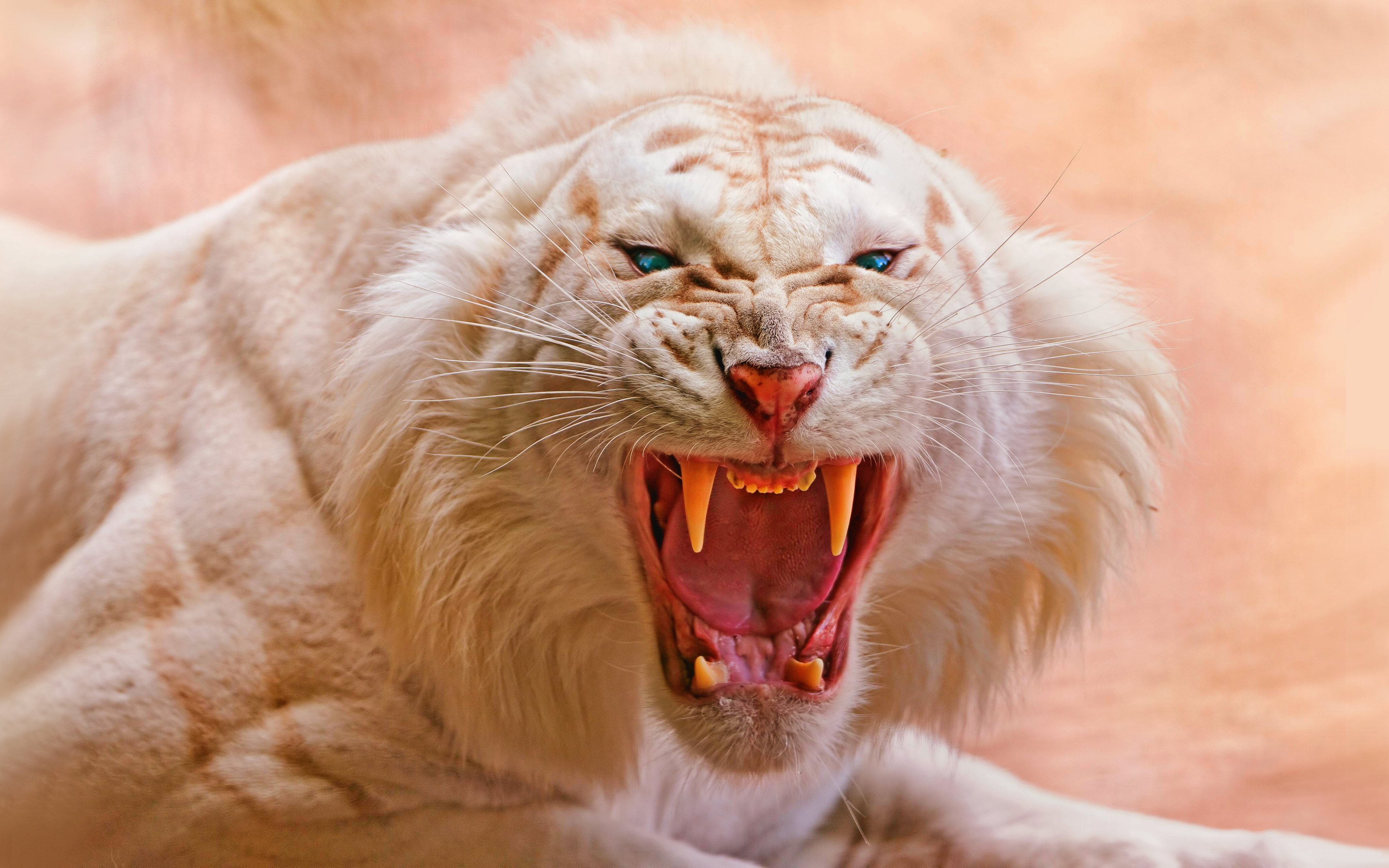 animal, animal body part, animal wildlife, negative emotion, yawning, animals in the wild, no people, Roaring, mammal, 4K, animal teeth, close-up, snarling, HD Wallpaper