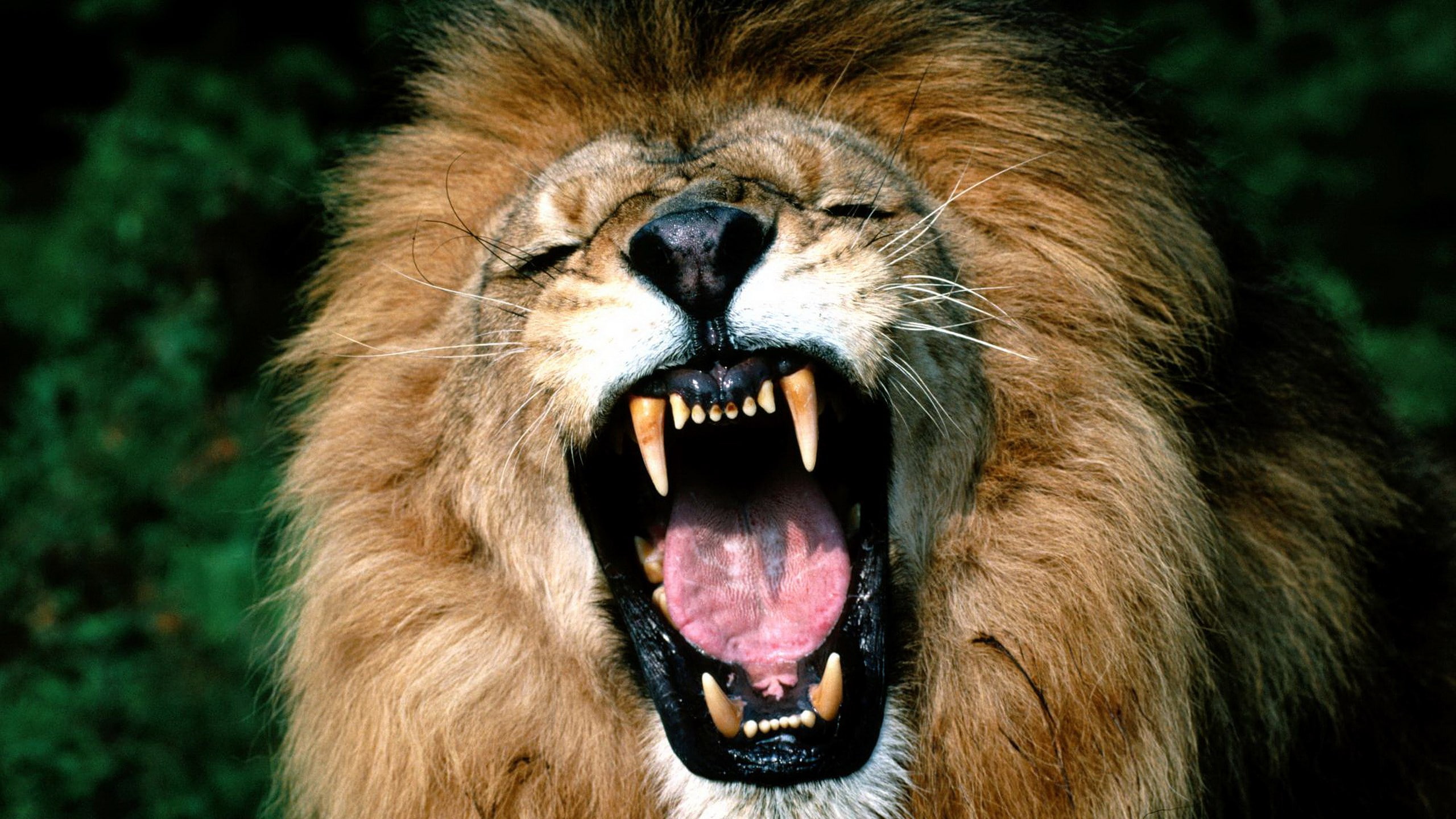 snarling, mouth, focus on foreground, animal tongue, outdoors, angry lion picture, animal mouth, aggression, animal, whisker, cat, vertebrate, anger, animal teeth, HD Wallpaper