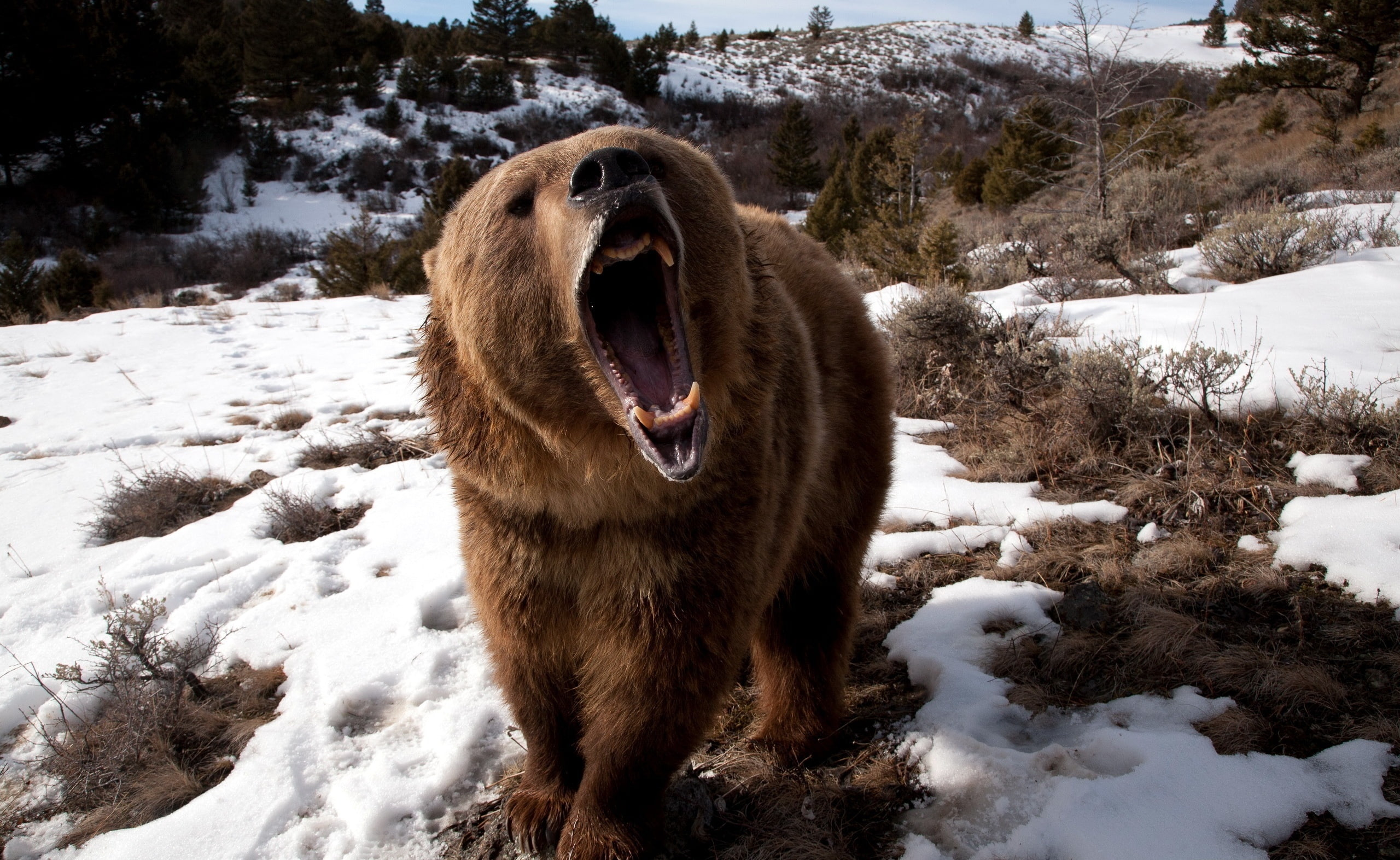 plant, mouth open, Wild, vertebrate, wild animal, brown, day, environment, Snow, white color, Winter, grizzly, Roaring, mouth, animal, 2K, nature, Bear, HD Wallpaper