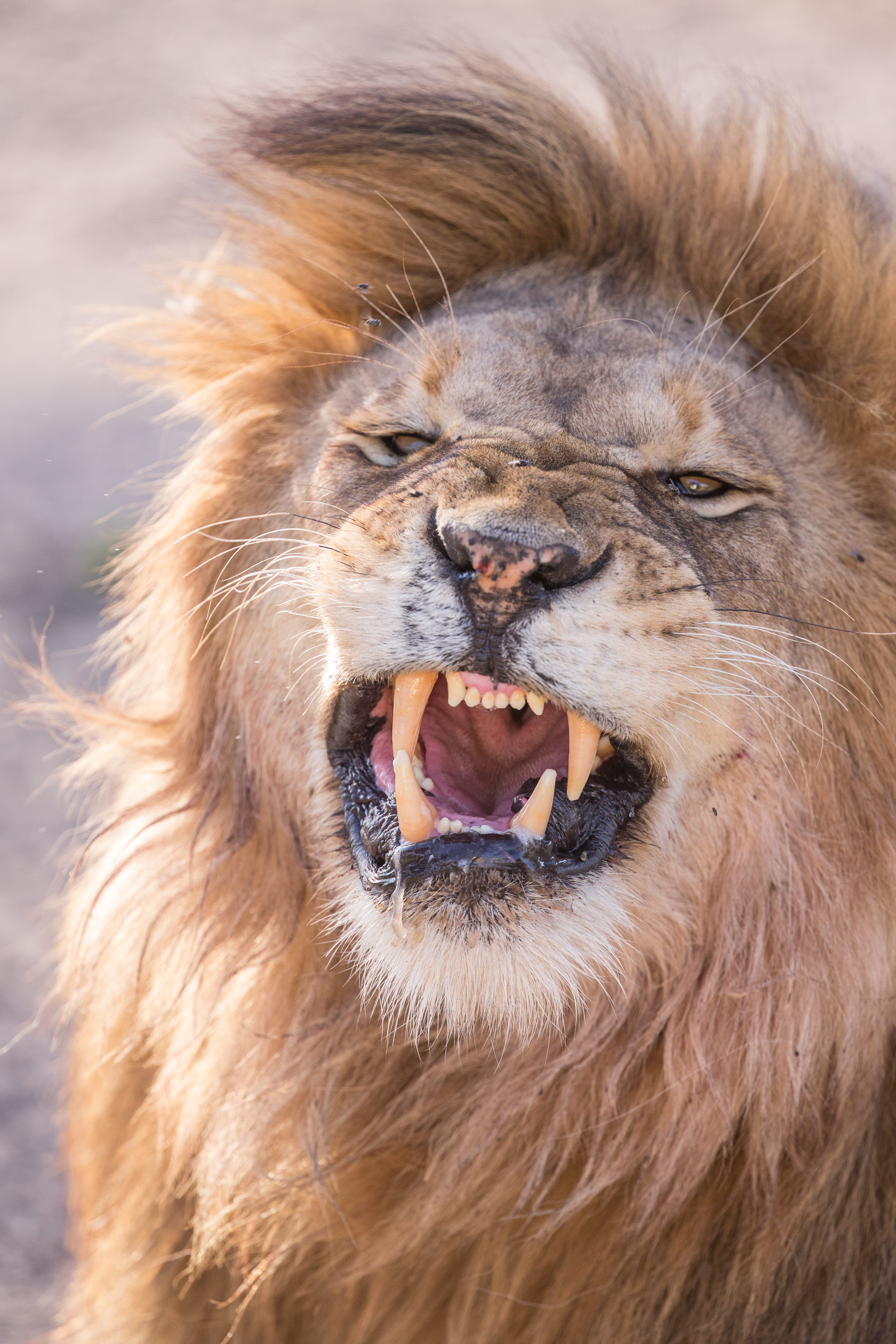 whisker, mouth open, animal body part, 5K, animal wildlife, mammal, big cat, aggression, close-up, mane, animal head, male animal, lion - feline, animal mouth, Phone HD Wallpaper