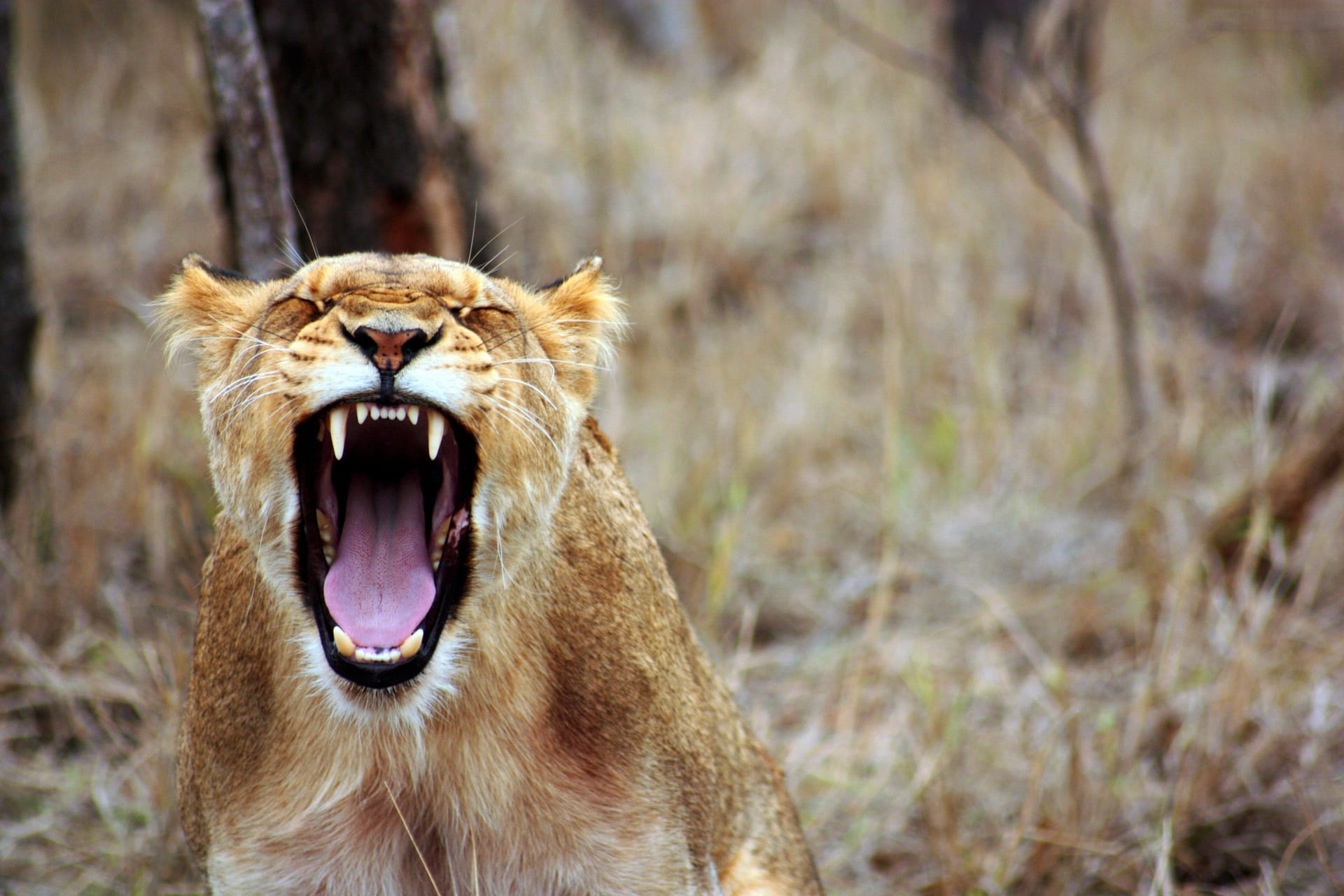 savannah, mouth open, nature, undomesticated cat, no people, wildlife, africa, big cat, mammal, 1080P, focus on foreground, safari, anger, animal head, HD Wallpaper