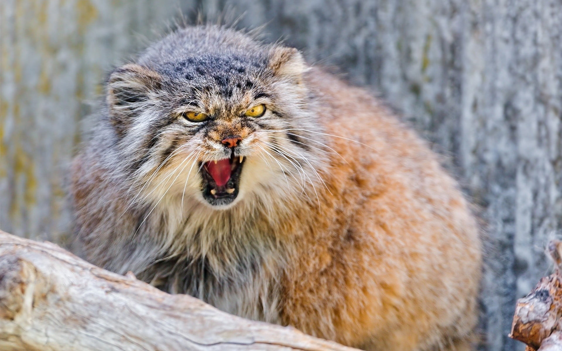 Pallas Cat, no people, anger, feline, whisker, animals, focus on foreground, animal wildlife, nature, vertebrate, animal themes, animal teeth, tree, mouth open, HD Wallpaper