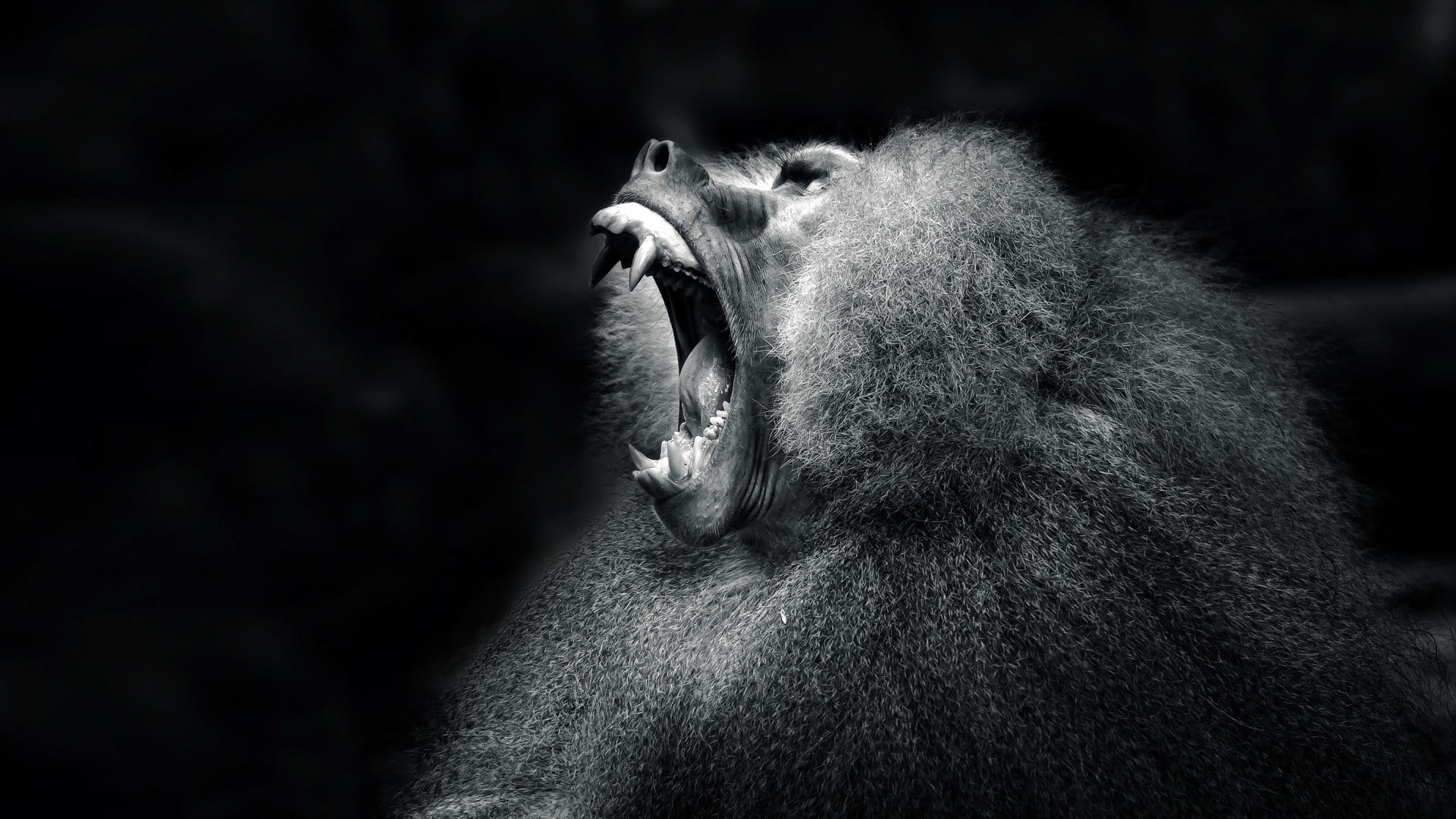 dog, male animal, mammal, animal body part, monkey, anger, feline, aggression, primate, animal teeth, animal wildlife, white, vertebrate, animal, short, HD Wallpaper