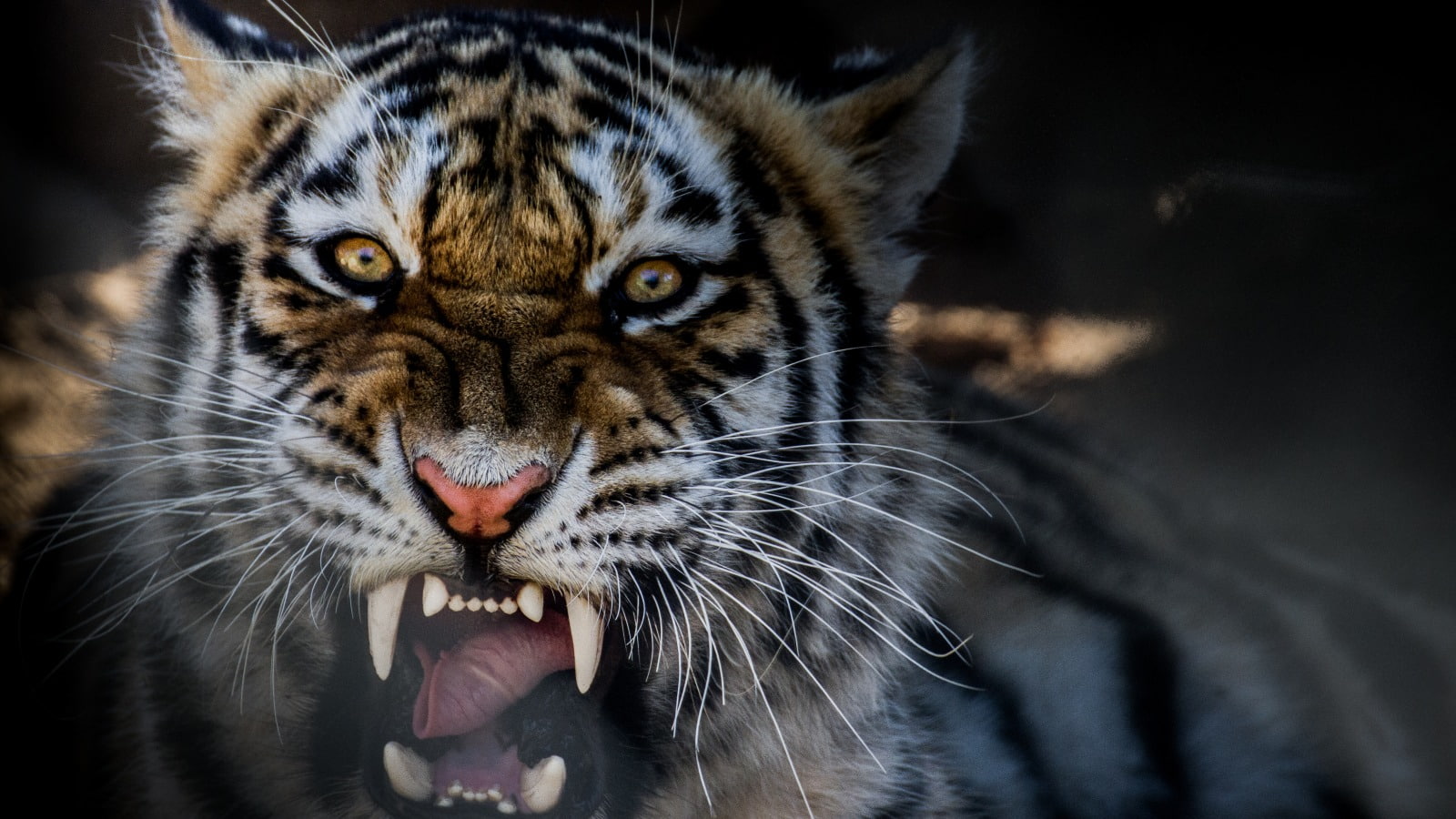 big cat, closeup, feline, 720P, anger, animal themes, roaring, mouth, animal head, cat, snarling, animal mouth, black background, animal tongue, animal teeth, HD Wallpaper