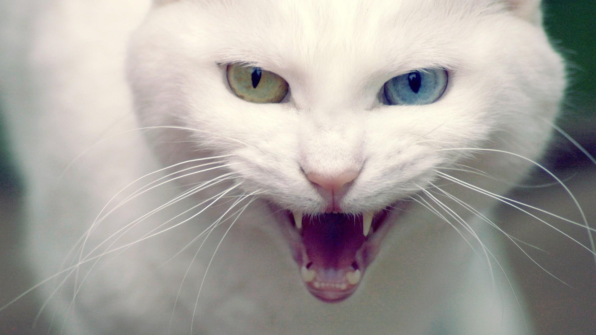 cats, cat, fangs, 1080P, heterochromia, eyes, android, white, scream, face, snarl, teeth, HD Wallpaper