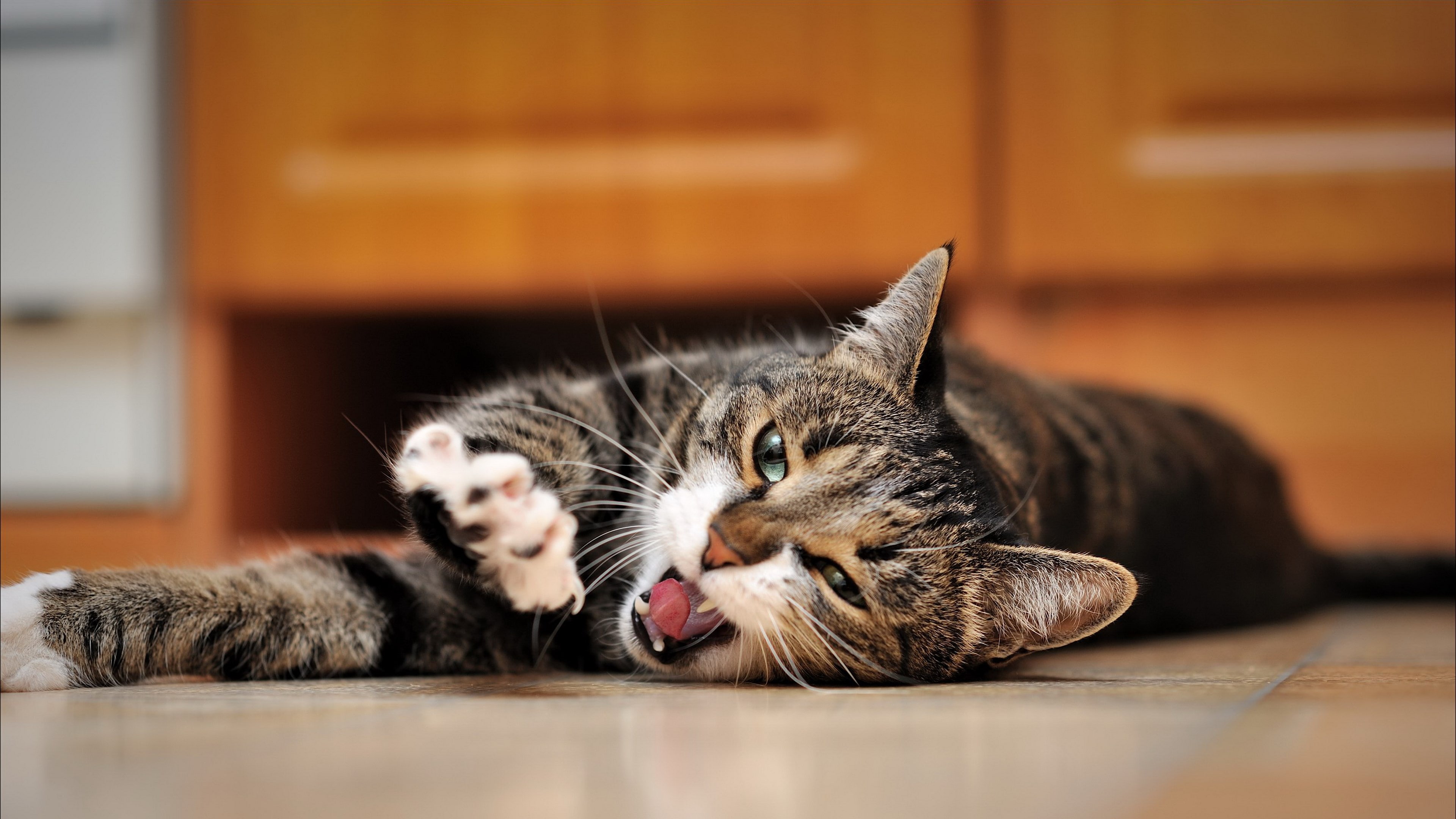 cat, domestic, mammal, feline, selective focus, whisker, vertebrate, flooring, 4K, indoors, snarling cat image, animal themes, kitten, domestic animals, HD Wallpaper