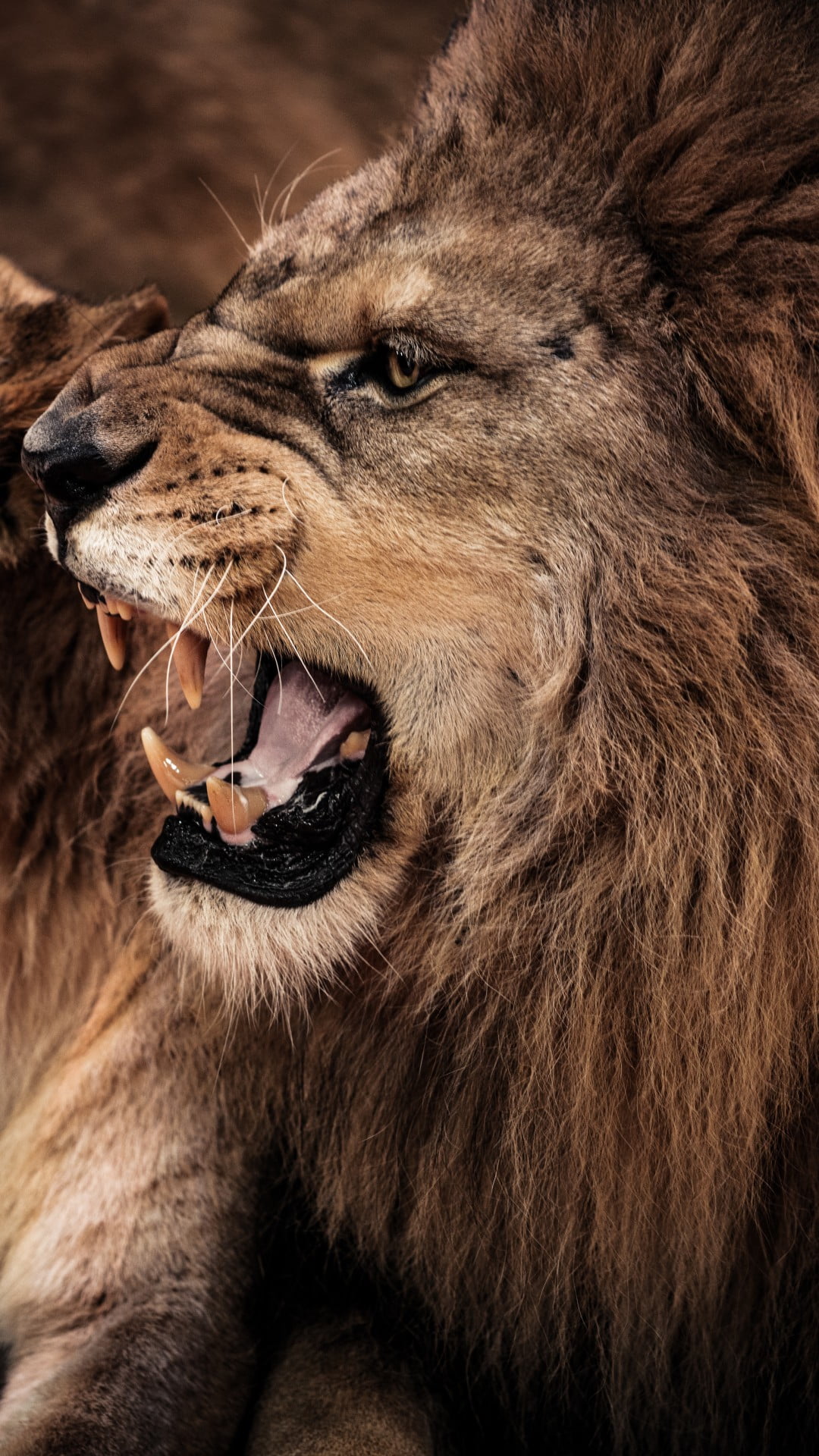 cat, close-up, animal head, lion - feline, animal wildlife, mammal, aggression, 1080P, snarling, animal body part, animals in the wild, animal teeth, roaring, Phone HD Wallpaper