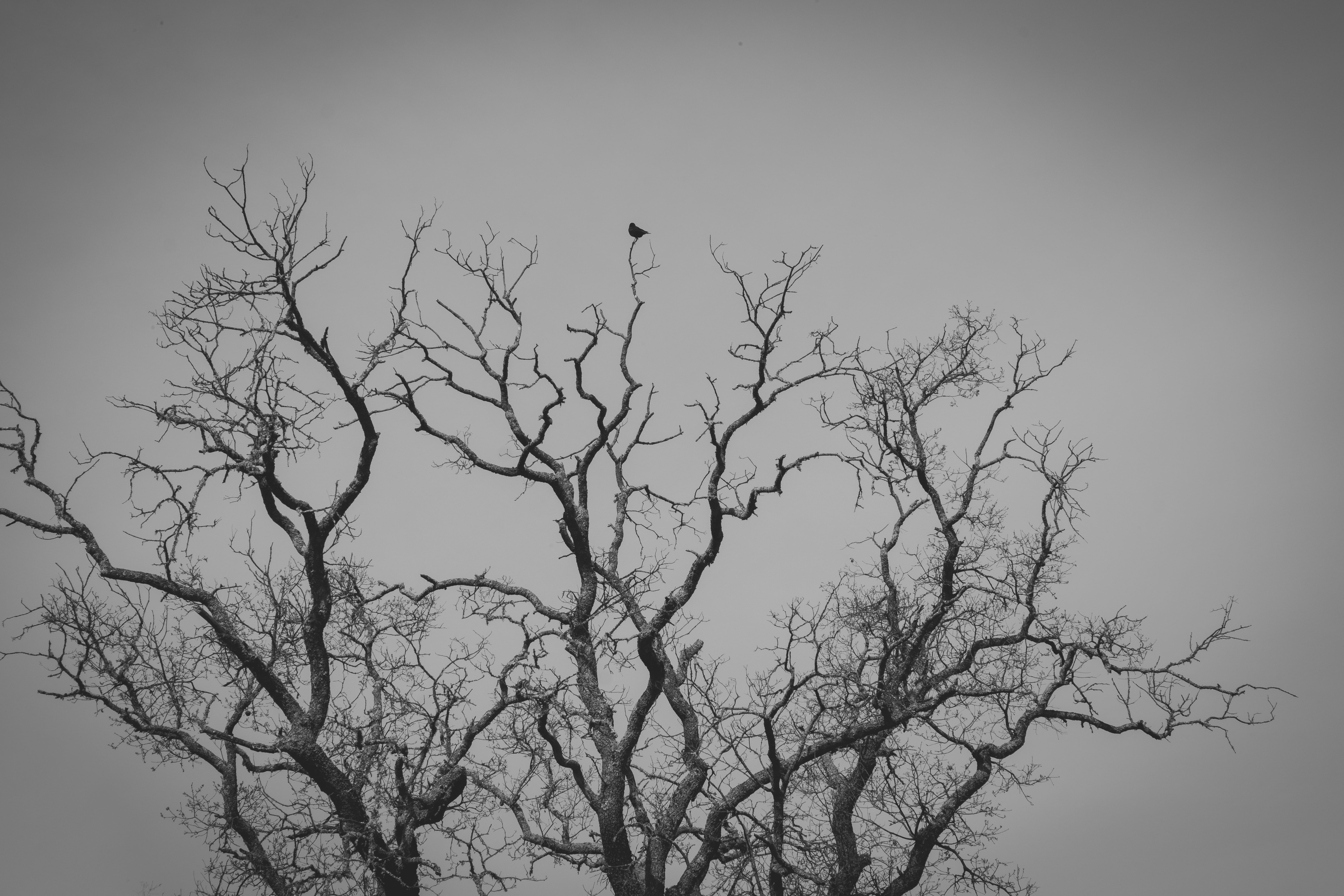 nature, blackandwhite, 5K, vertebrate, bnw, airplane, transportation, day, tranquility, plant, vulture, illustraiton, bird, oak, low angle view, animal wildlife, HD Wallpaper