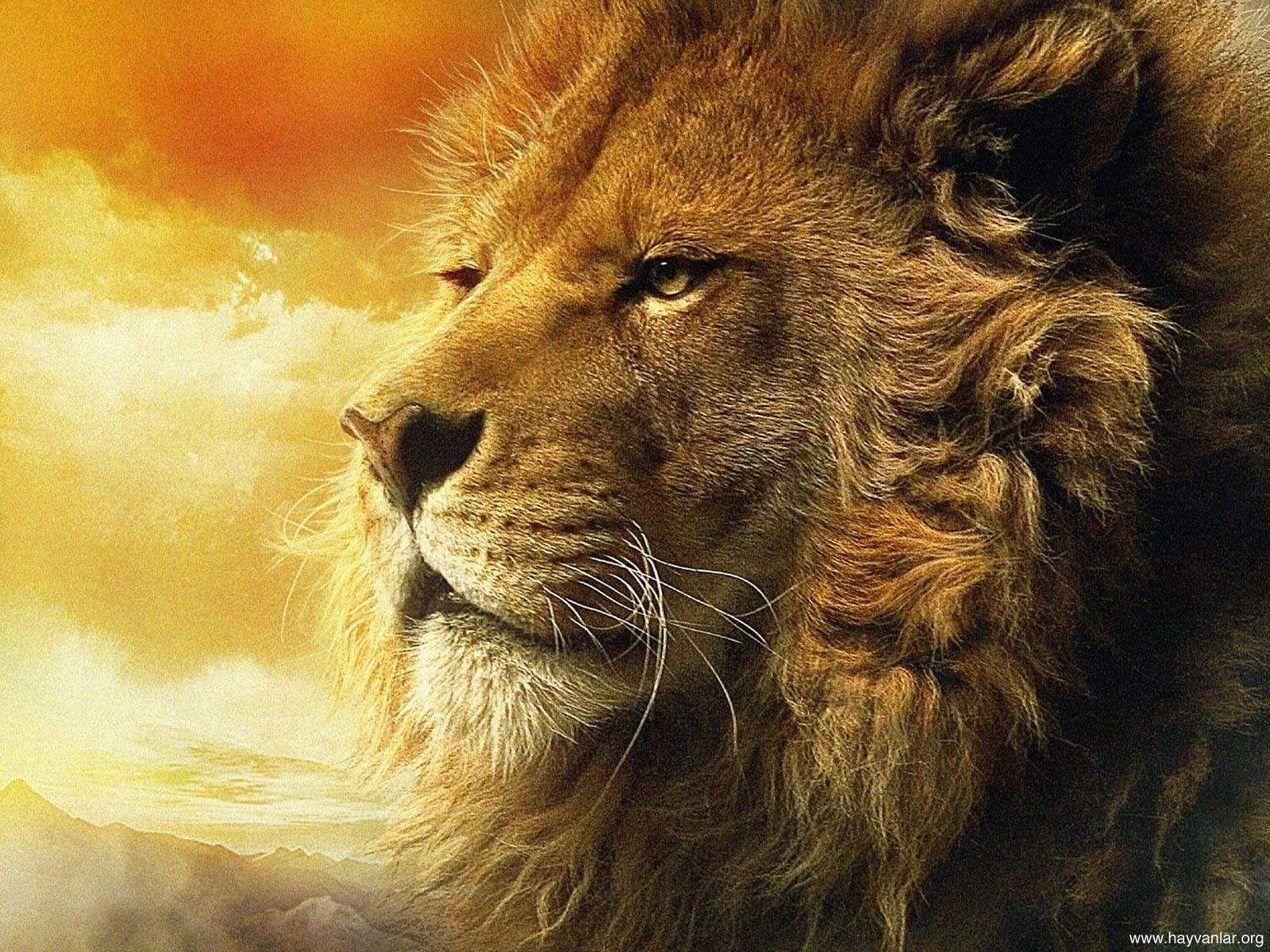 lion - feline, carnivora, Book, fantasy, 1narnia, close-up, adventure, cat, domestic animals, pets, animal themes, chronicles, whisker, vertebrate, day, HD Wallpaper