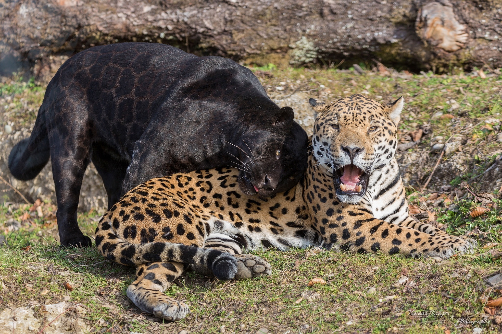 no people, day, leopard, fangs, animal, large, outdoors, savannah, togetherness, brown, group of animals, black, Panther, big Cat, animal wildlife, animal family, HD Wallpaper