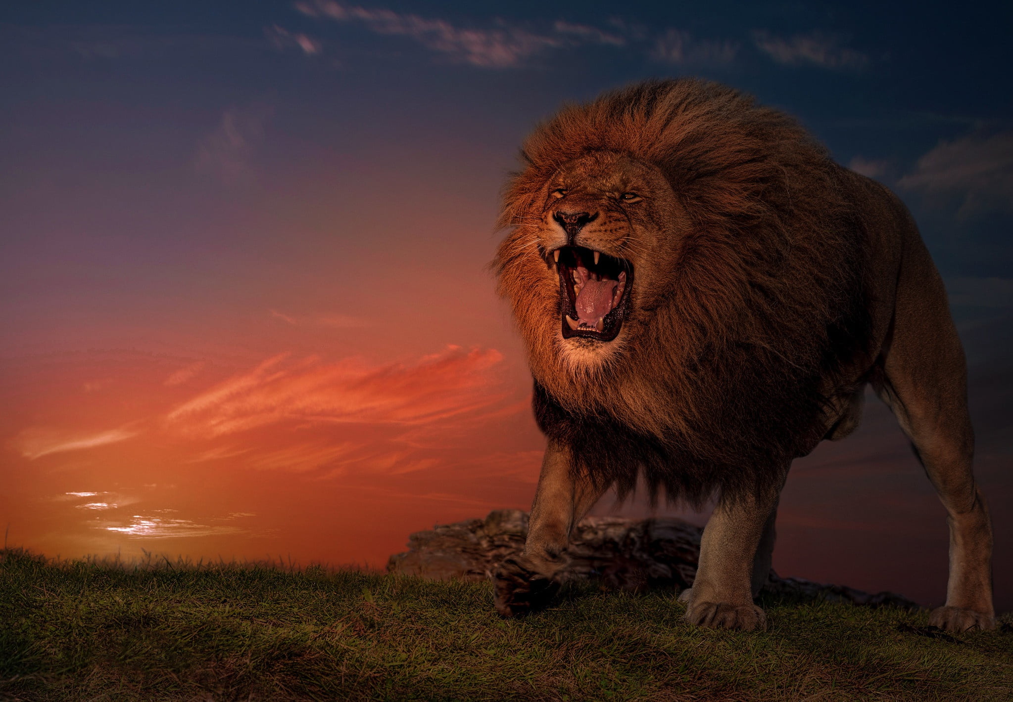 Lion, Wildlife, predator (Animal), Big Cat, Roar, Cats, 1080P, HD Wallpaper