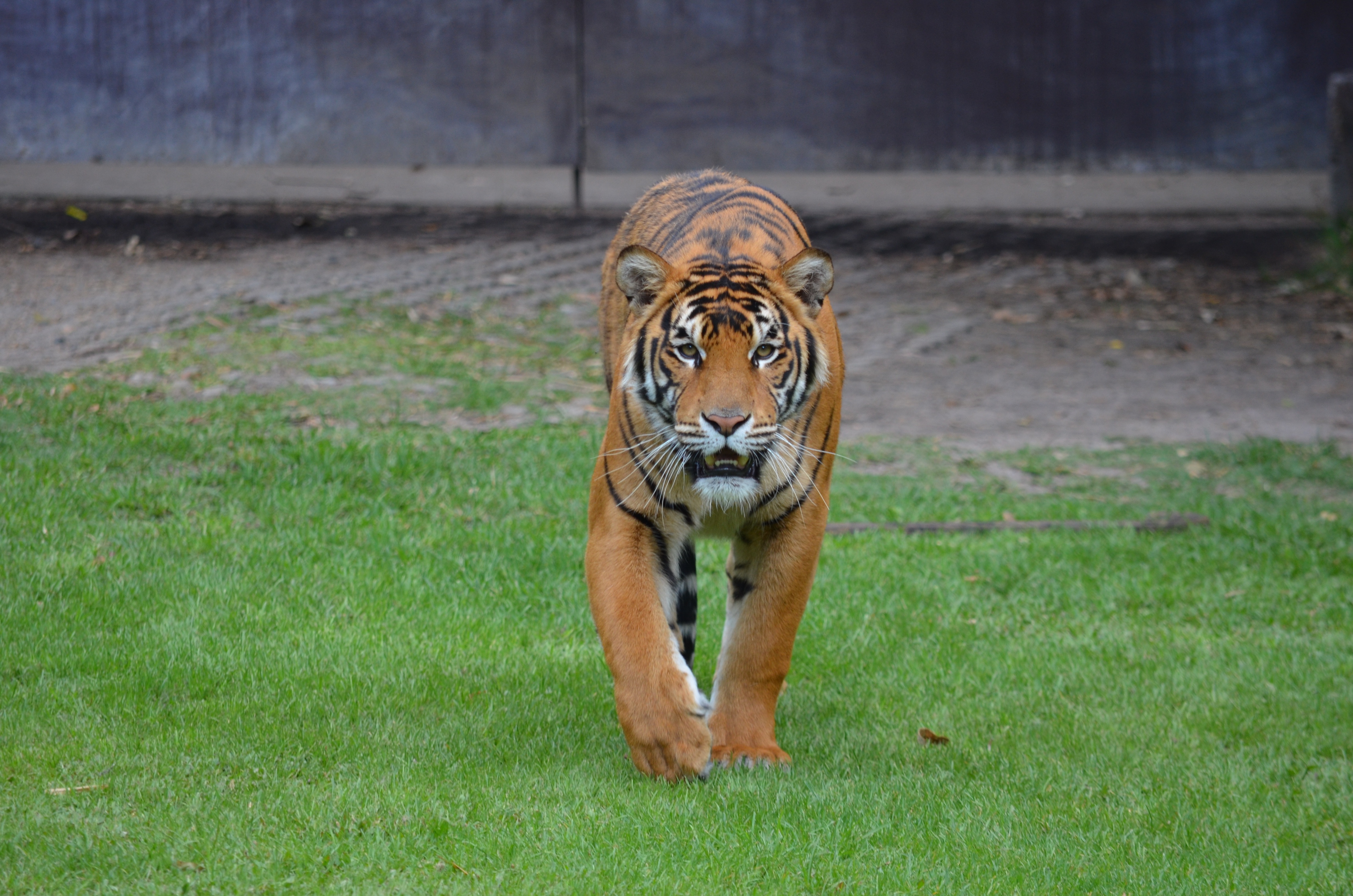 vertebrate, undomesticated Cat, one animal, striped, plant, grass, big Cat, animals in the wild, field, carnivora, mammal, bengal Tiger, tiger, feline, HD Wallpaper