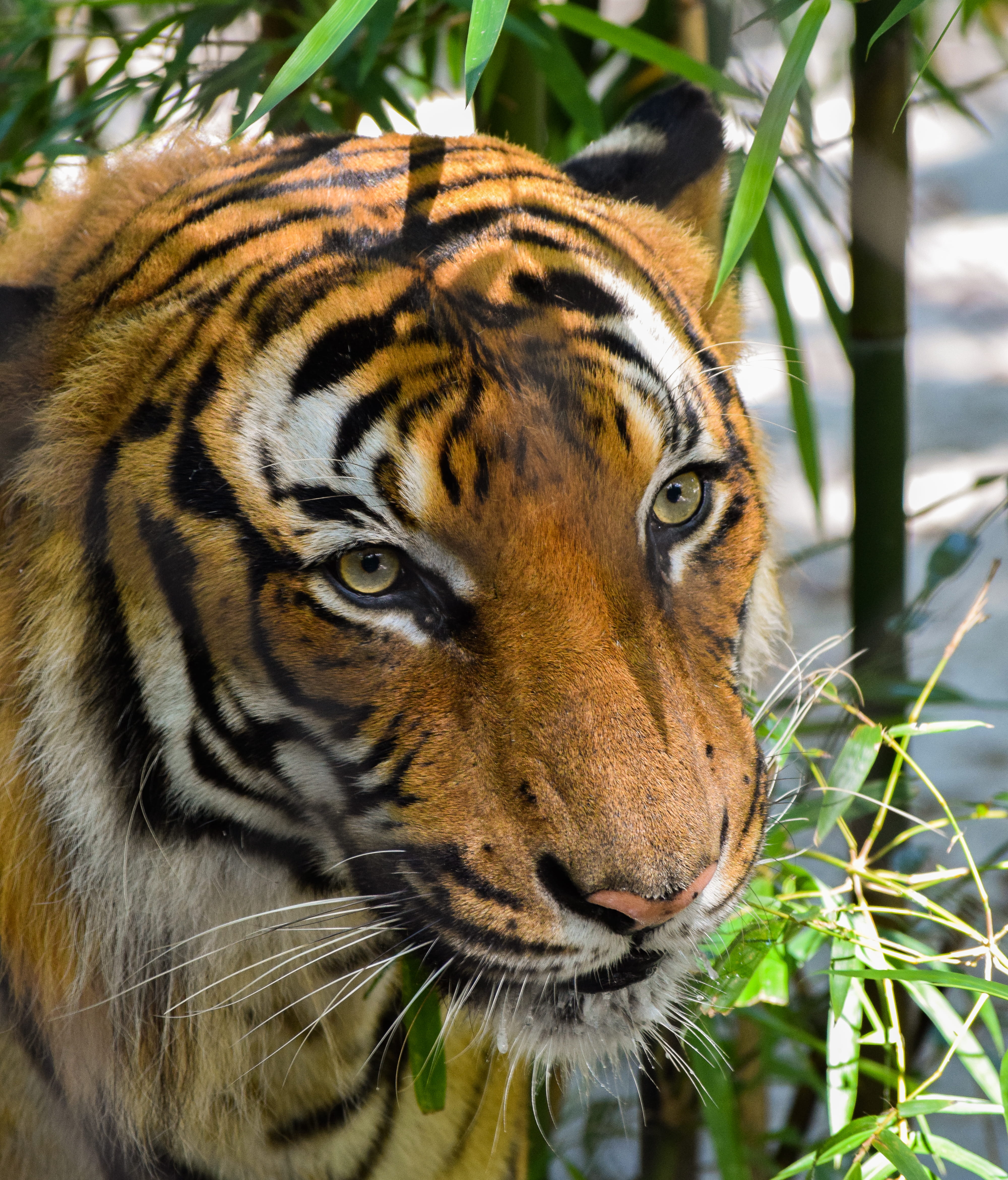animal, predator, cat, plant, wild, photo, green, stripe, brown, near, wildlife, no people, bamboo - plant, big cat, outdoors, leafe, eye, close-up, carnivora, Phone HD Wallpaper