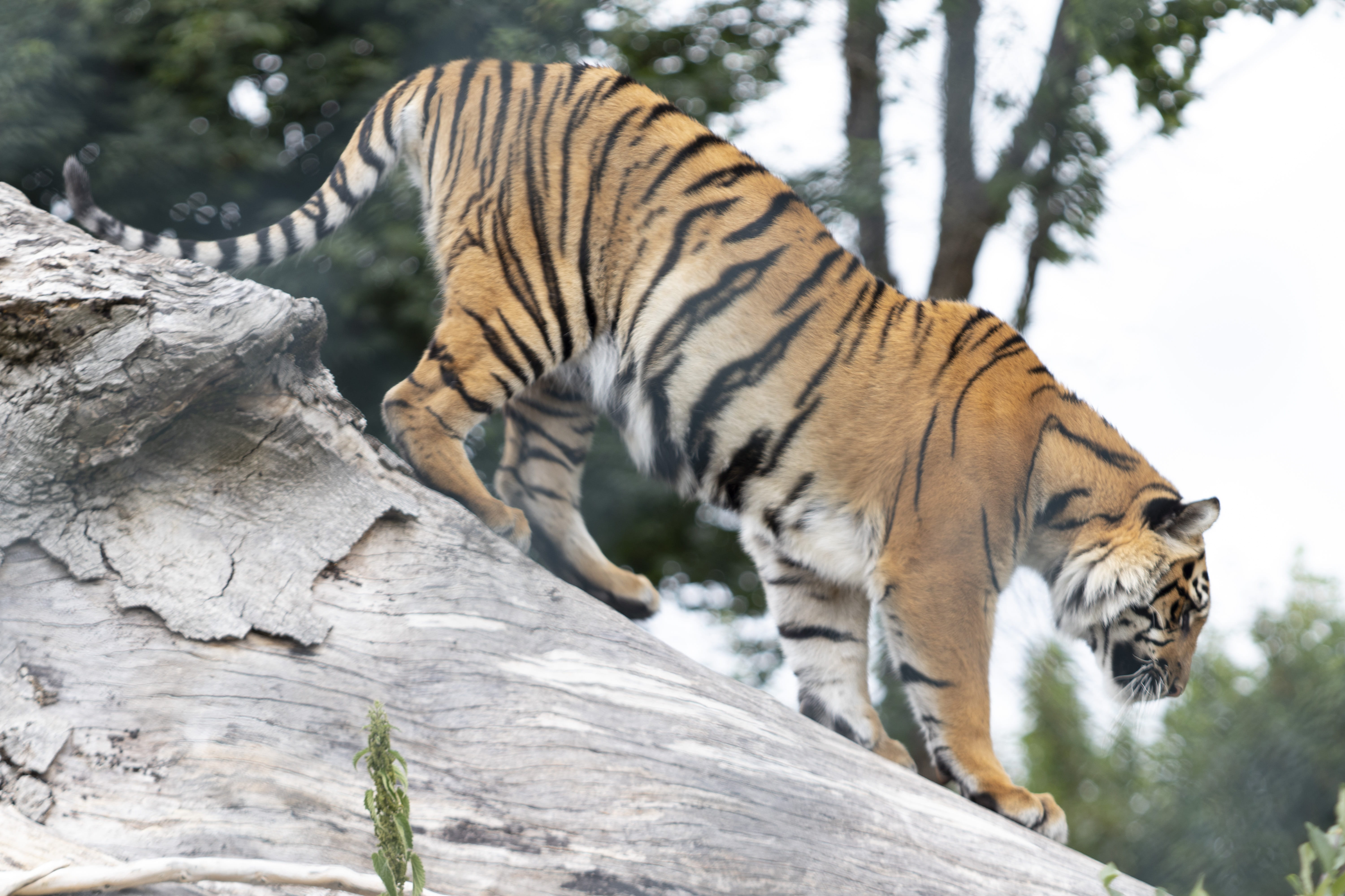 one animal, vertebrate, carnivore, 5K, day, natural, wild, animals in the wild, black, wildlife, park, big cat, zoo, cat, nature, focus on foreground, HD Wallpaper