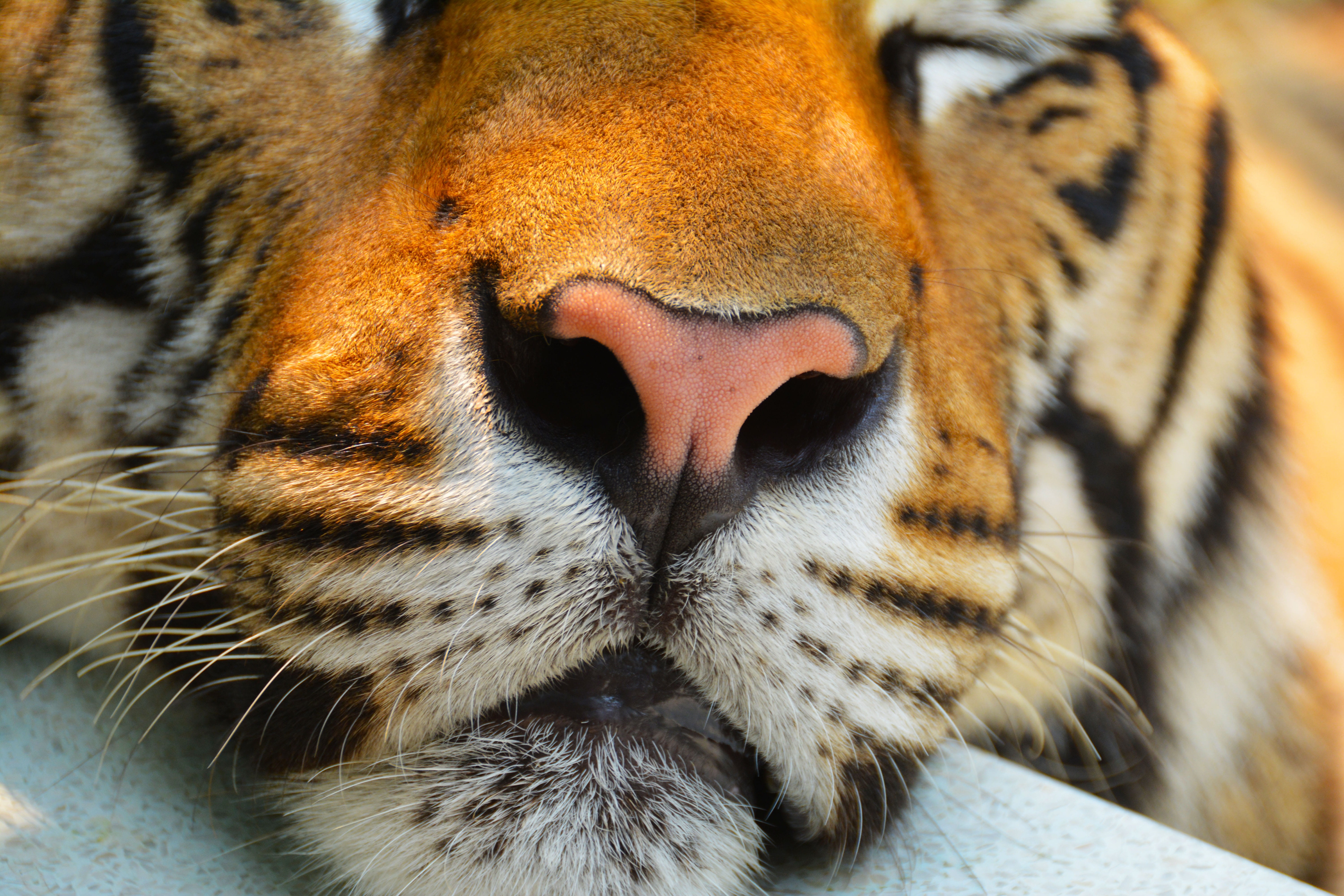 no people, close, beast, carnivora, cat, wildcat, wild, focus on foreground, endangered, one animal, mammal, striped, pets, animal head, bengal, fur, close-up, HD Wallpaper