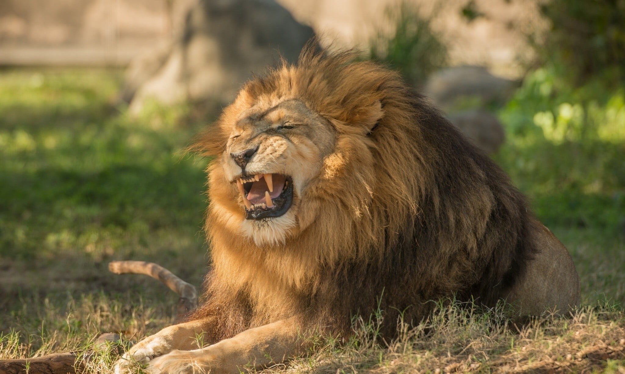 lion - feline, animal teeth, mouth open, animals in the wild, safari, photography, outdoors, one animal, brown, mammal, lion, focus, male, animal wildlife, HD Wallpaper