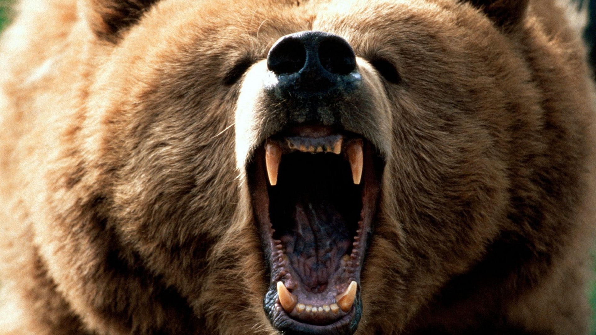 animal themes, animal body part, negative emotion, grizzly bears roar, roaring, snarling, mouth open, animal wildlife, animal, animal head, no people, anger, HD Wallpaper