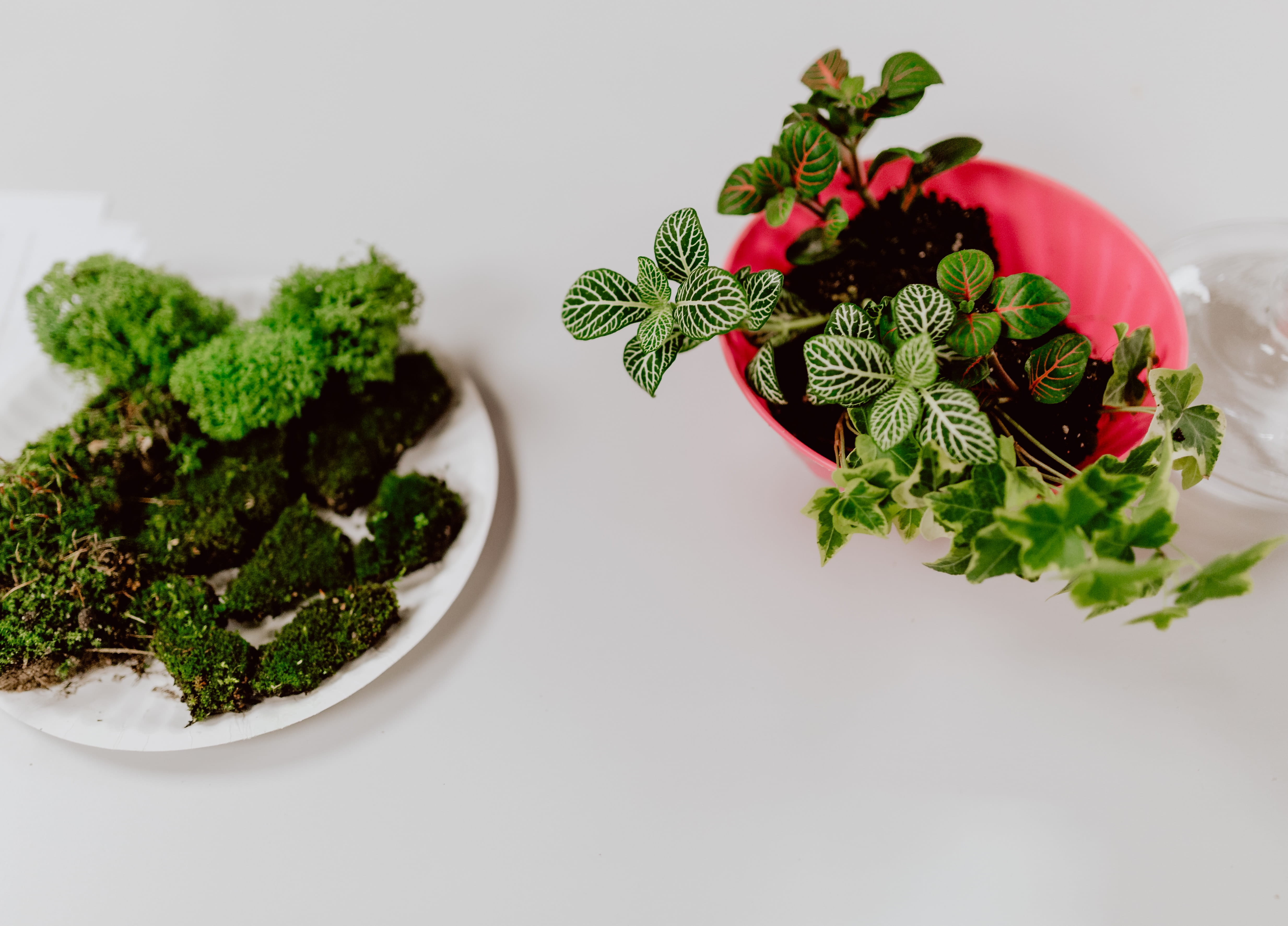 food, plants, plant part, mint leaf - culinary, plate, healthy eating, greenhouse, diy, 4K, rainforest, green color, wellbeing, forest, white background, HD Wallpaper