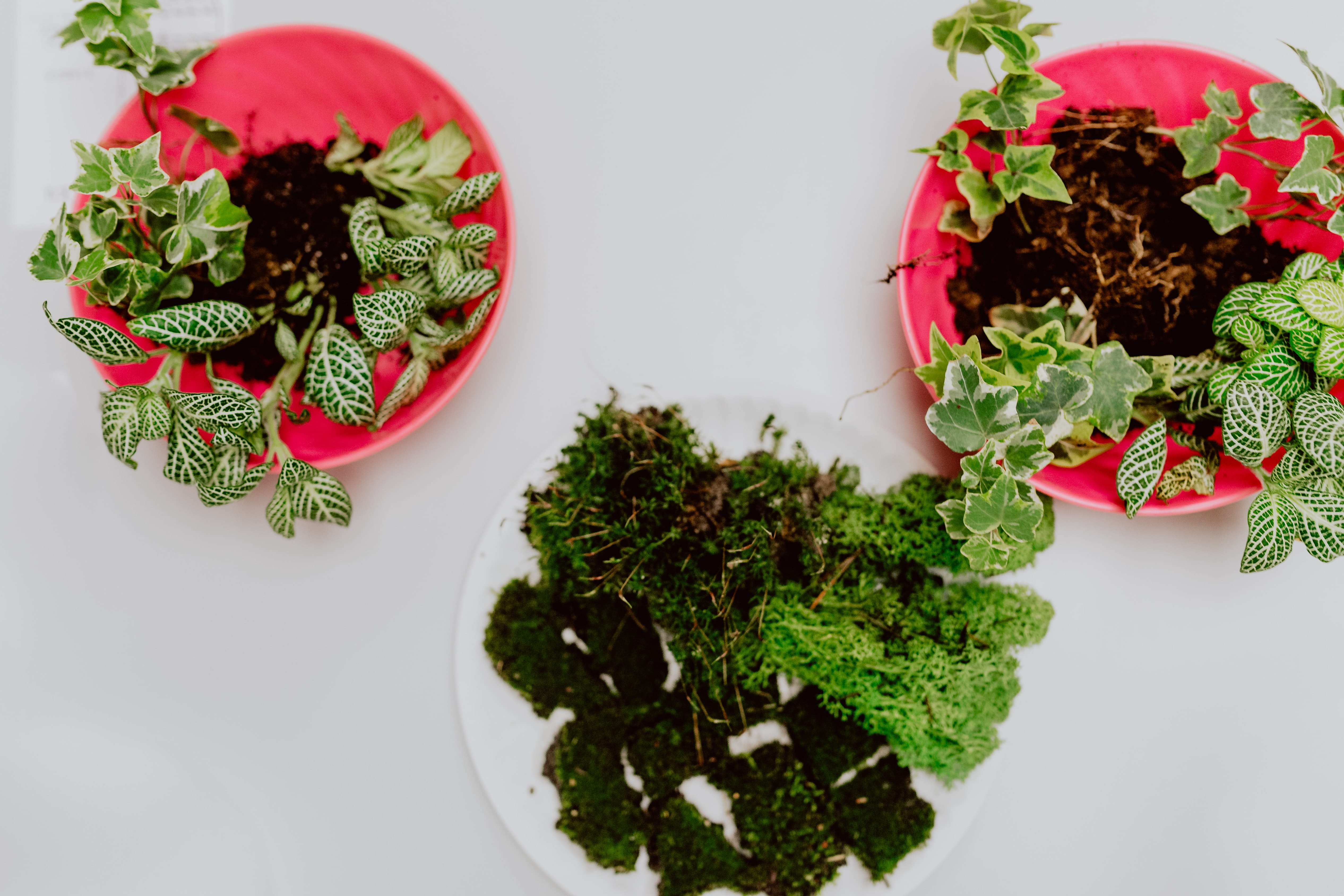 food and drink, no people, wellbeing, 4K, nature, garden, hobby, bonsai, moss, indoors, do it yourself, white background, mint leaf - culinary, forest, HD Wallpaper