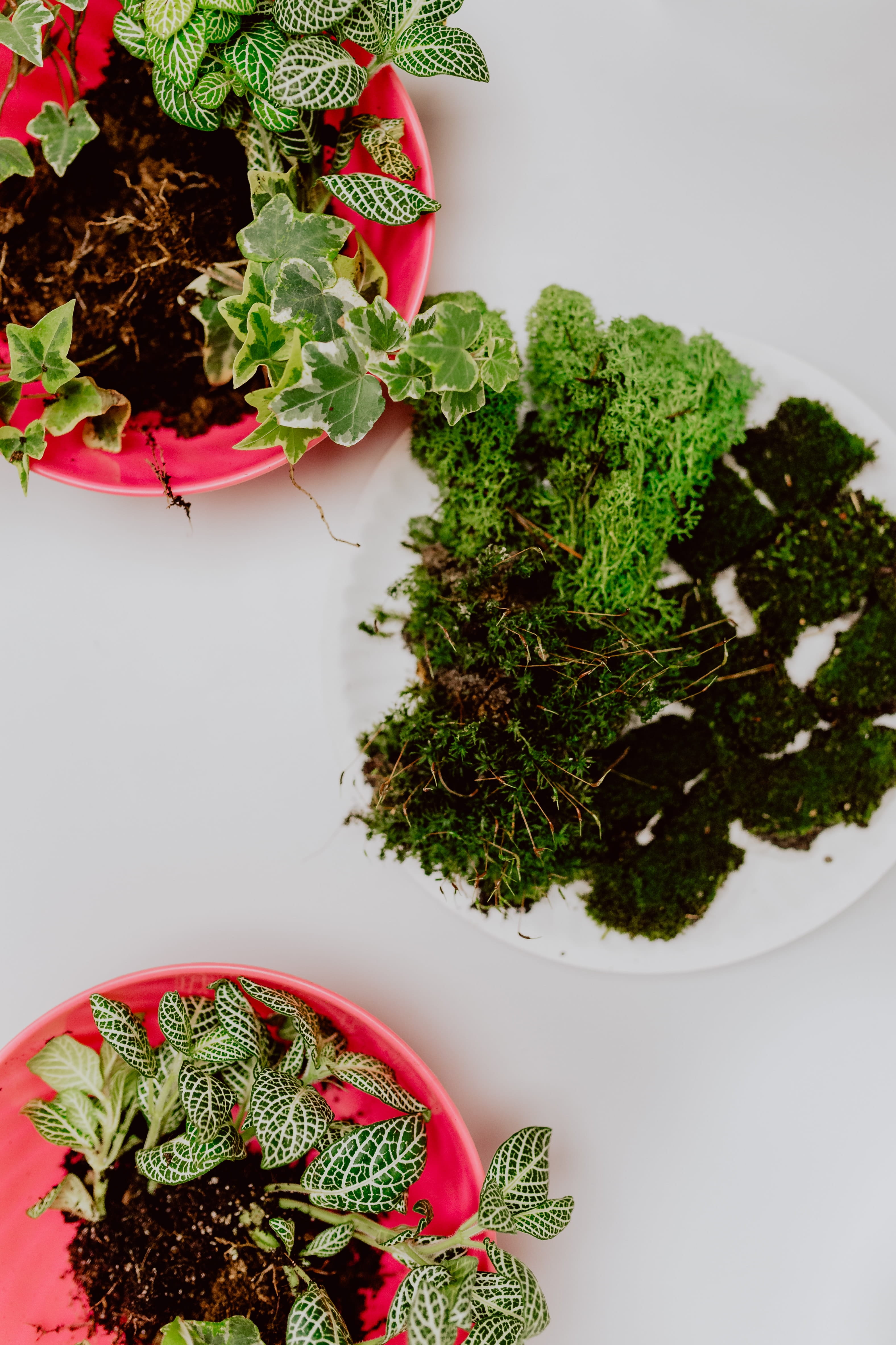leaf, freshness, nature, no people, plant, close-up, plate, leaves, potted plant, garden, jar, diy, forest, table, plant part, decoration, do it yourself, Phone HD Wallpaper