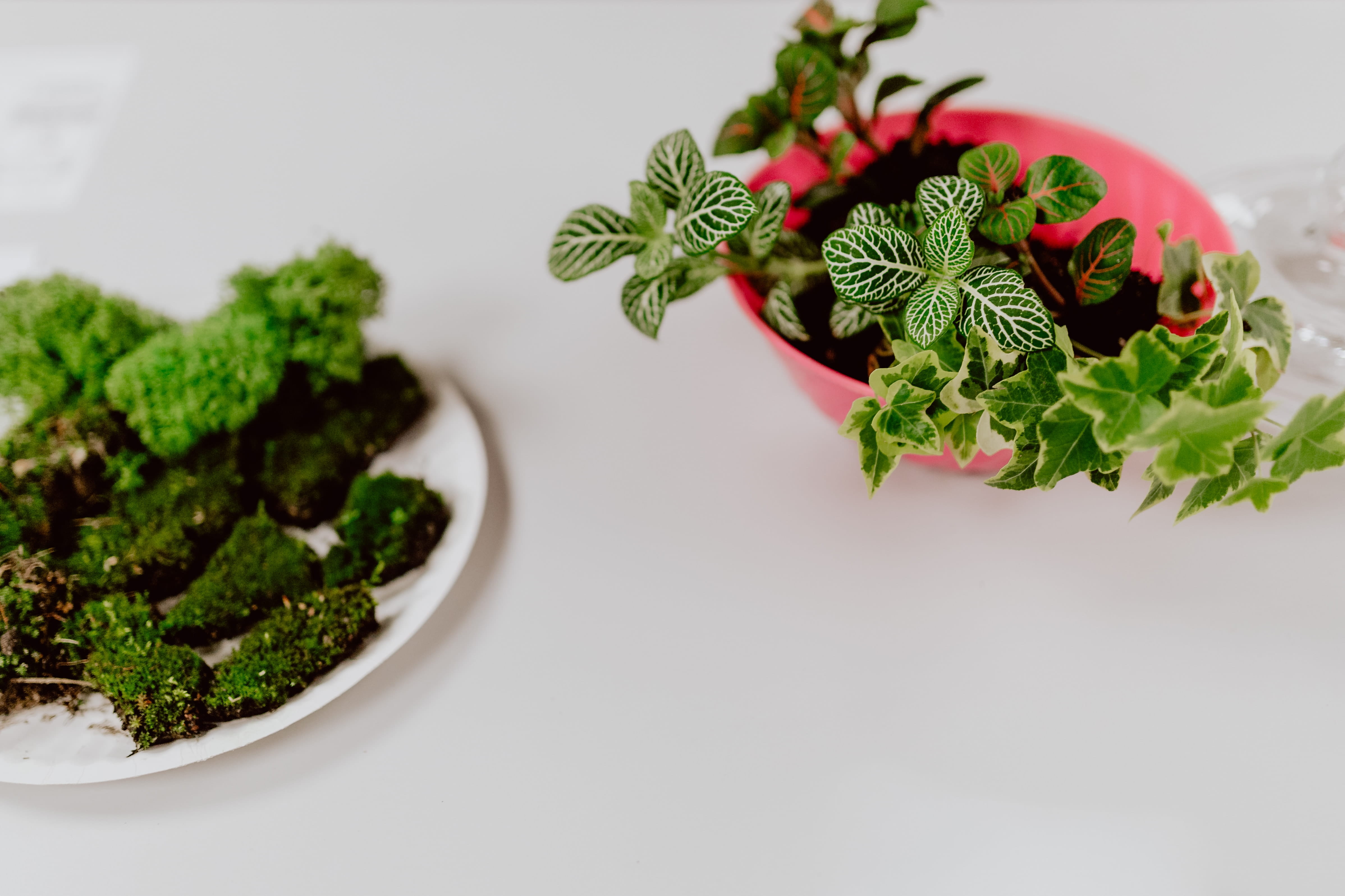 white background, 4K, greenhouse, hobby, do it yourself, garden, plant part, studio shot, freshness, green color, food, terrarium, leaf, nature, food and drink, HD Wallpaper