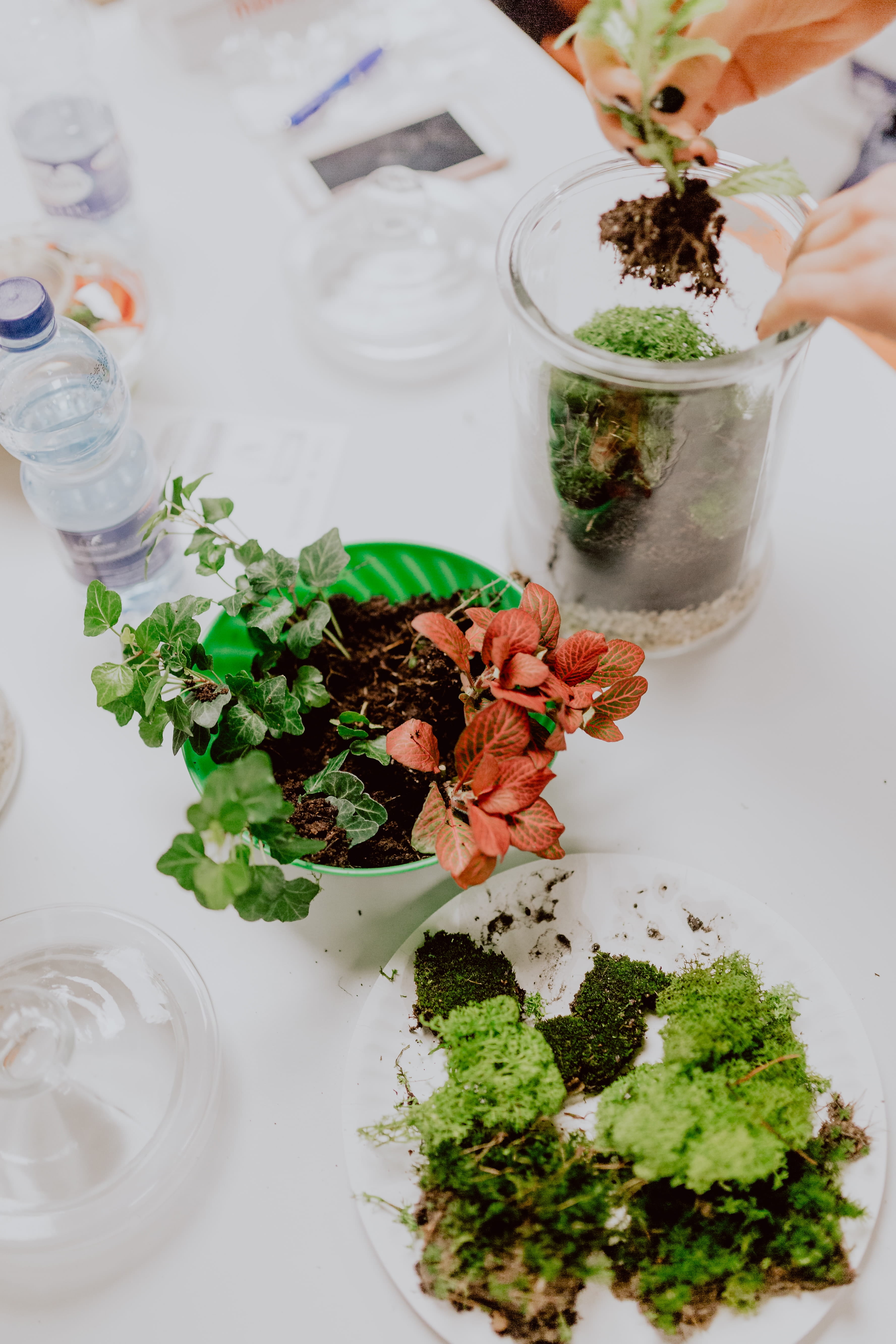 ready-to-eat, plate, plants, plant, herb, greenhouse, household equipment, drinking glass, nature, forest, garden, food, building, glass, terrarium, still life, Phone HD Wallpaper