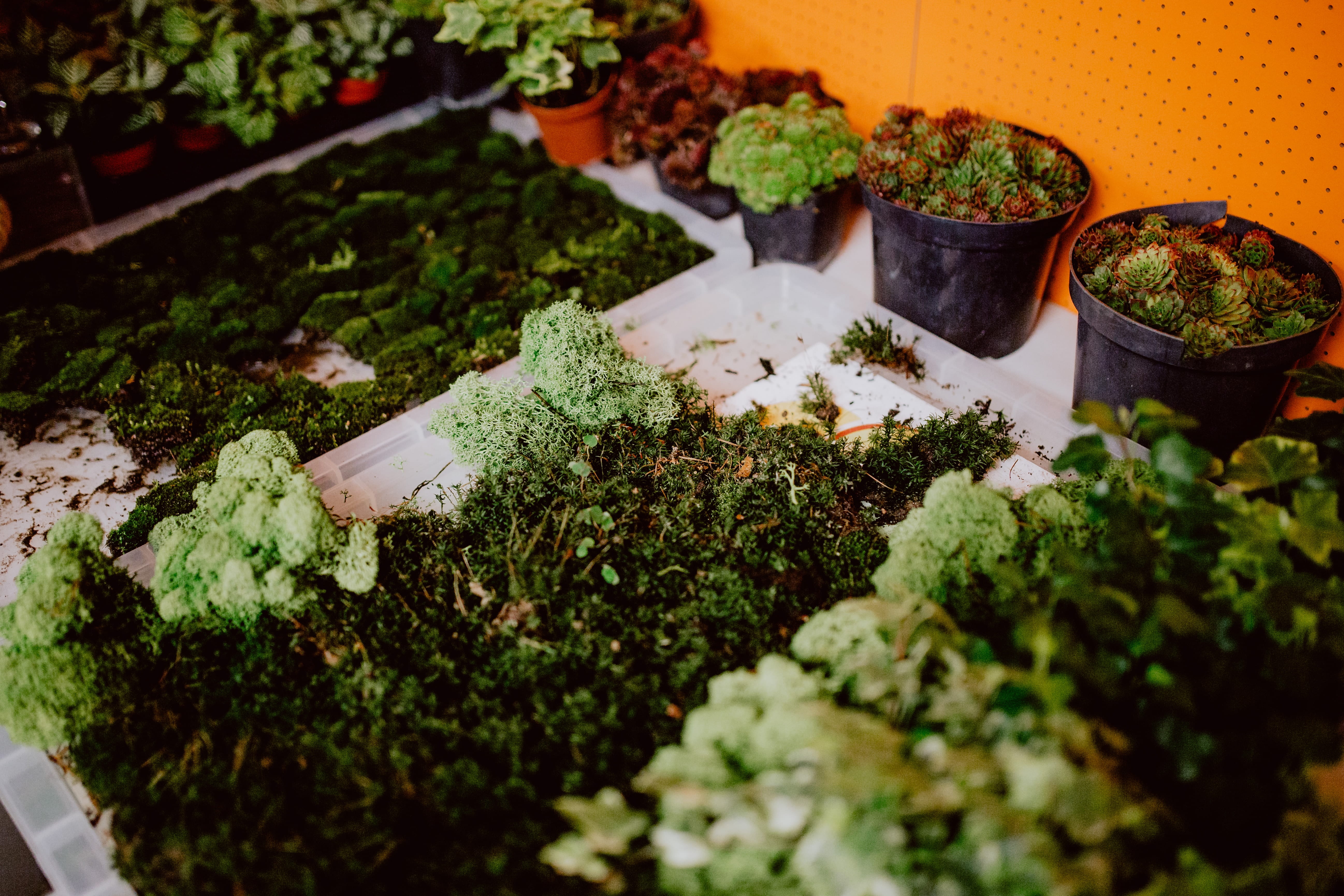 hobby, freshness, glass, moss, indoors, herbal medicine, plant, building, bonsai, no people, selective focus, flower pot, herb, forest, do it yourself, HD Wallpaper