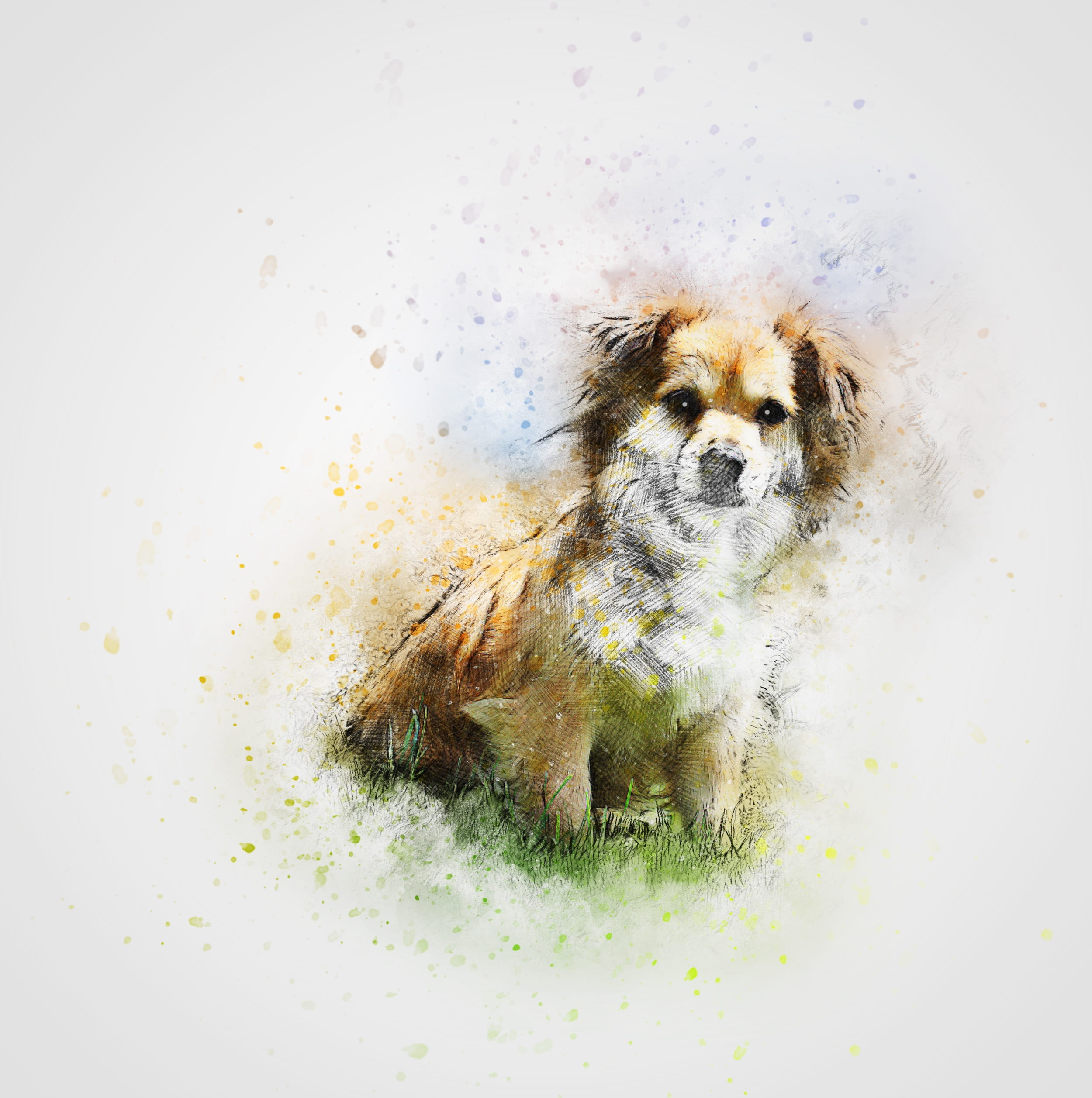 studio shot, portrait, animal, coated, pets, looking at camera, grass, indoors, one animal, small, cute, mammal, art, no people, high angle view, design, Phone HD Wallpaper