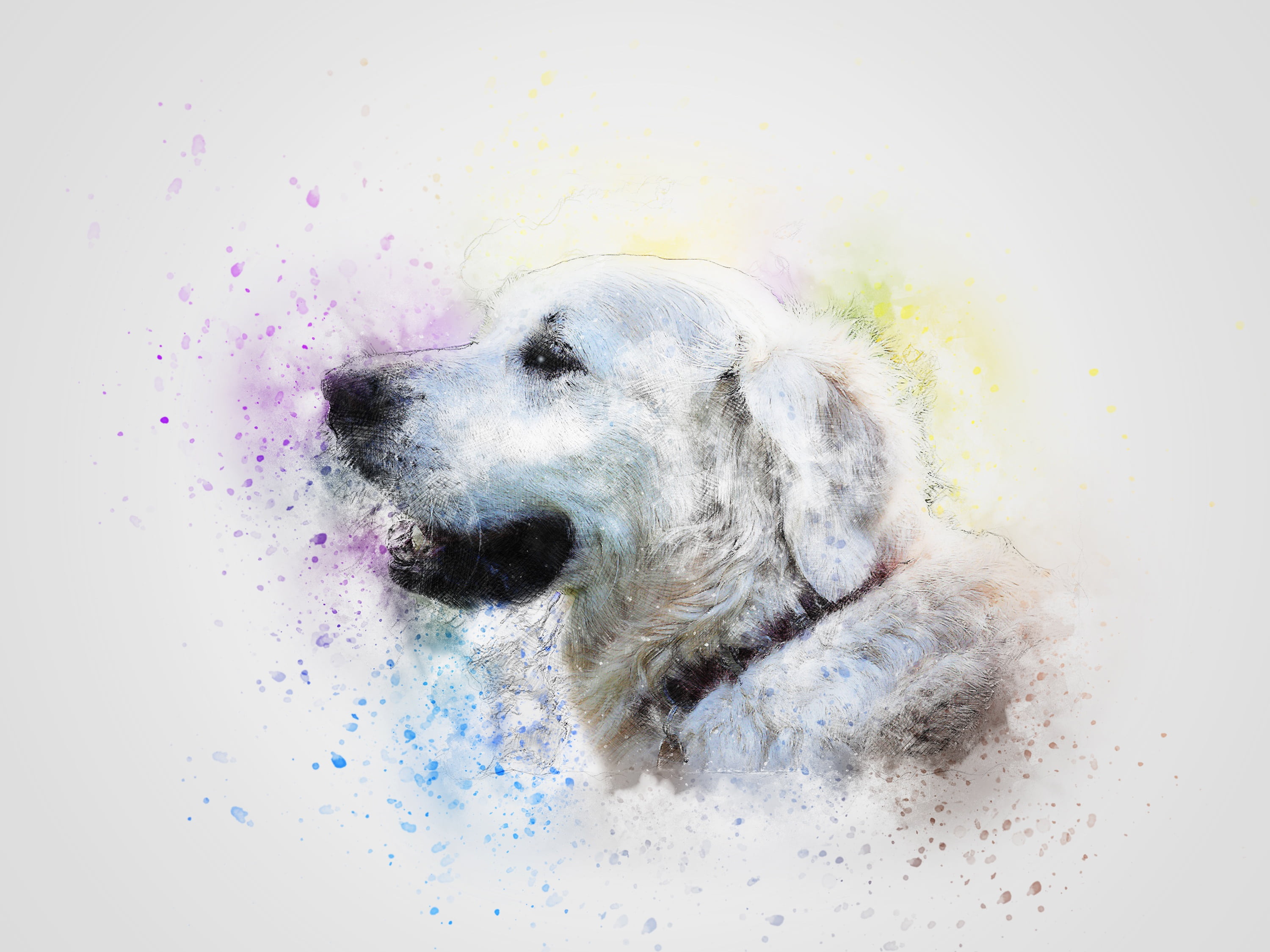 scrapbooking, t-shirt, no people, white color, dog, paint splatter, looking away, pets, pet, indoors, domestic animals, abstract, white, design, aquarelle, HD Wallpaper