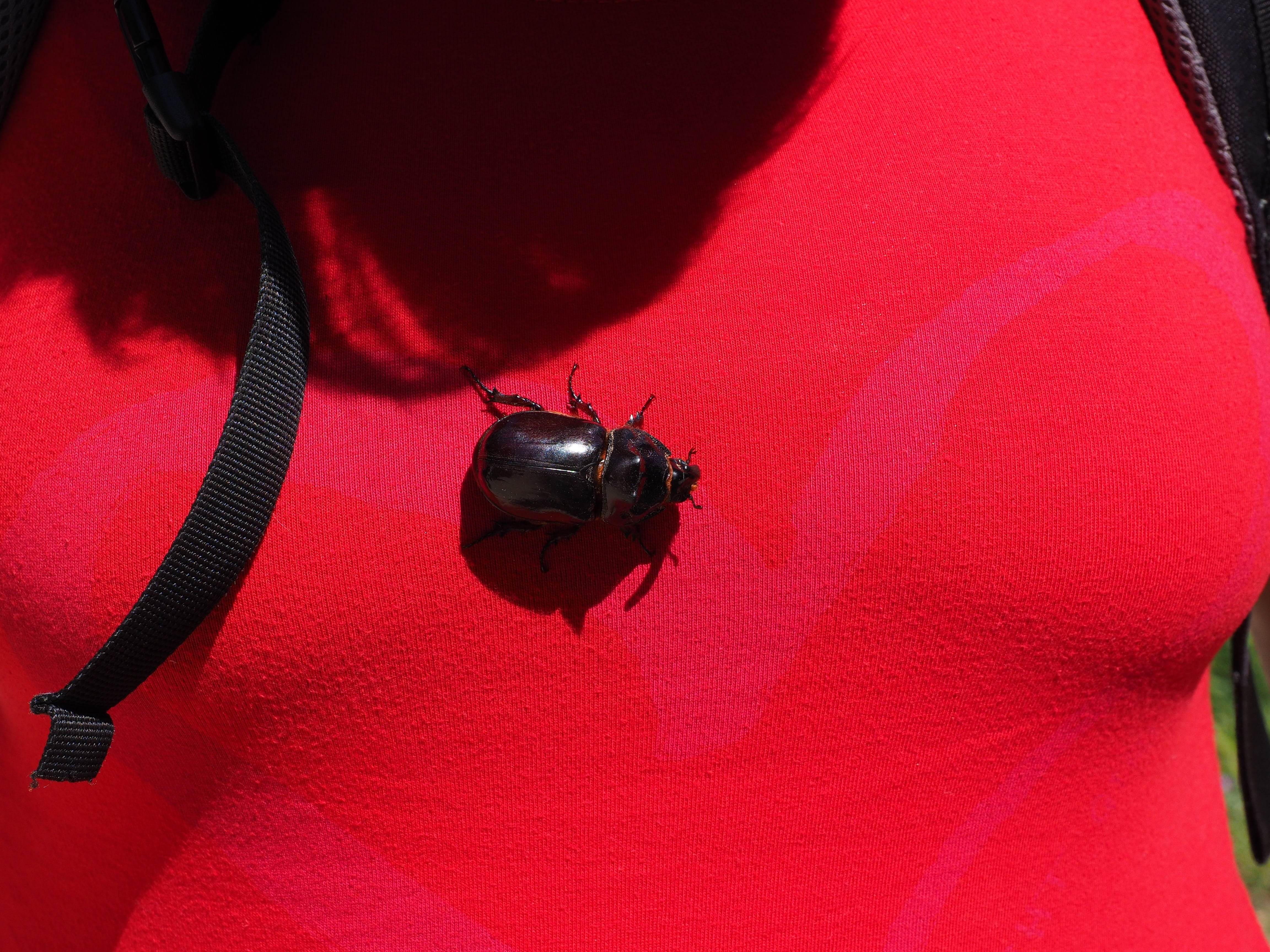 crawl, black-brown, leaf horn beetle scarabaeidae, coleoptera, specially protected art, particularly protected animal, connection, nature, beetle, red, HD Wallpaper