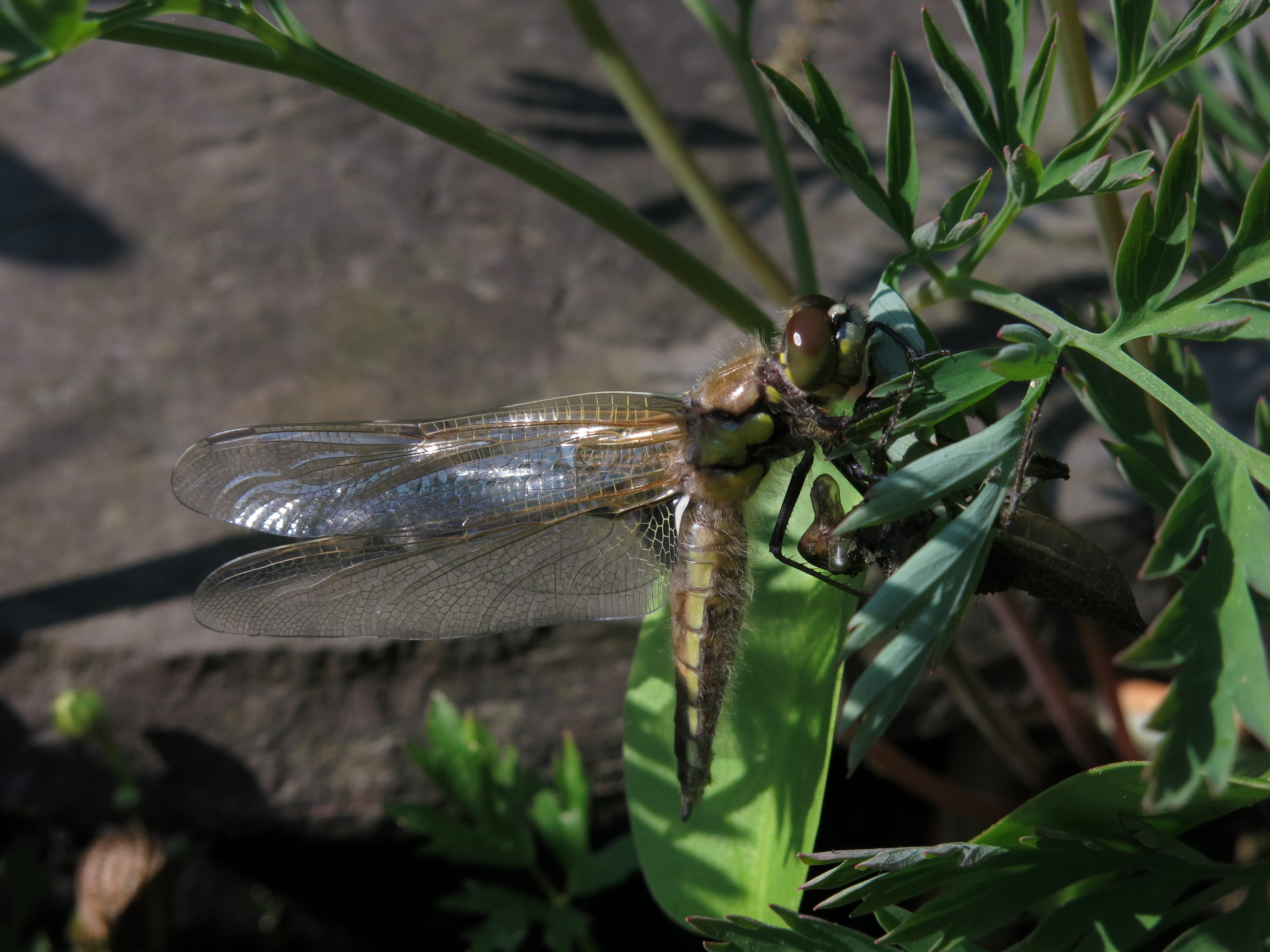 four-spotted dragonfly, pond, insect, garden pond, exuvie, one animal, nature, day, flight insect, animal wildlife, green color, outdoors, animal, plant part, HD Wallpaper